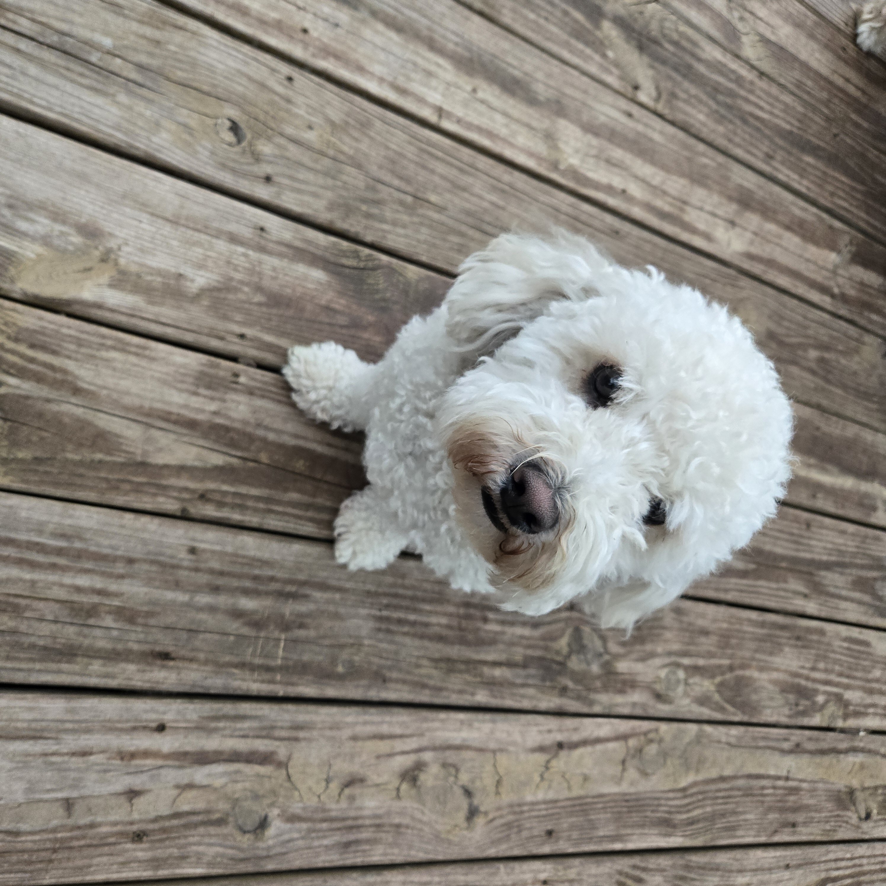 Poodle mix image 2