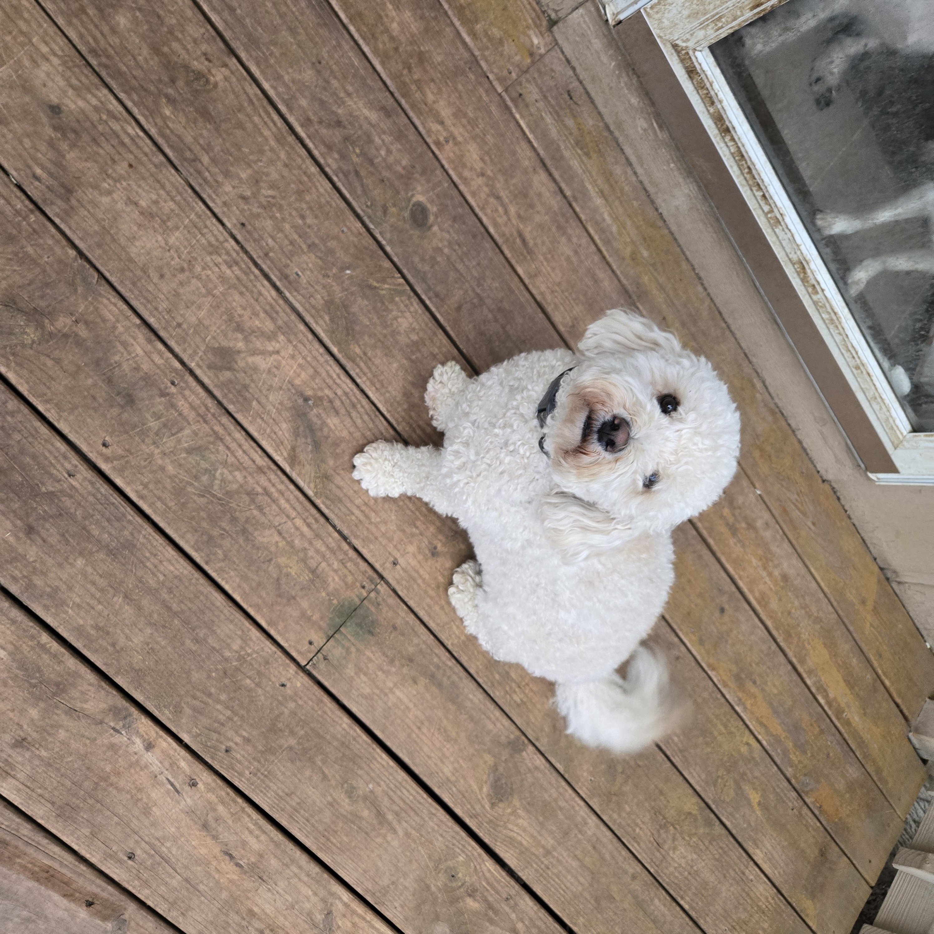 Poodle mix image 5