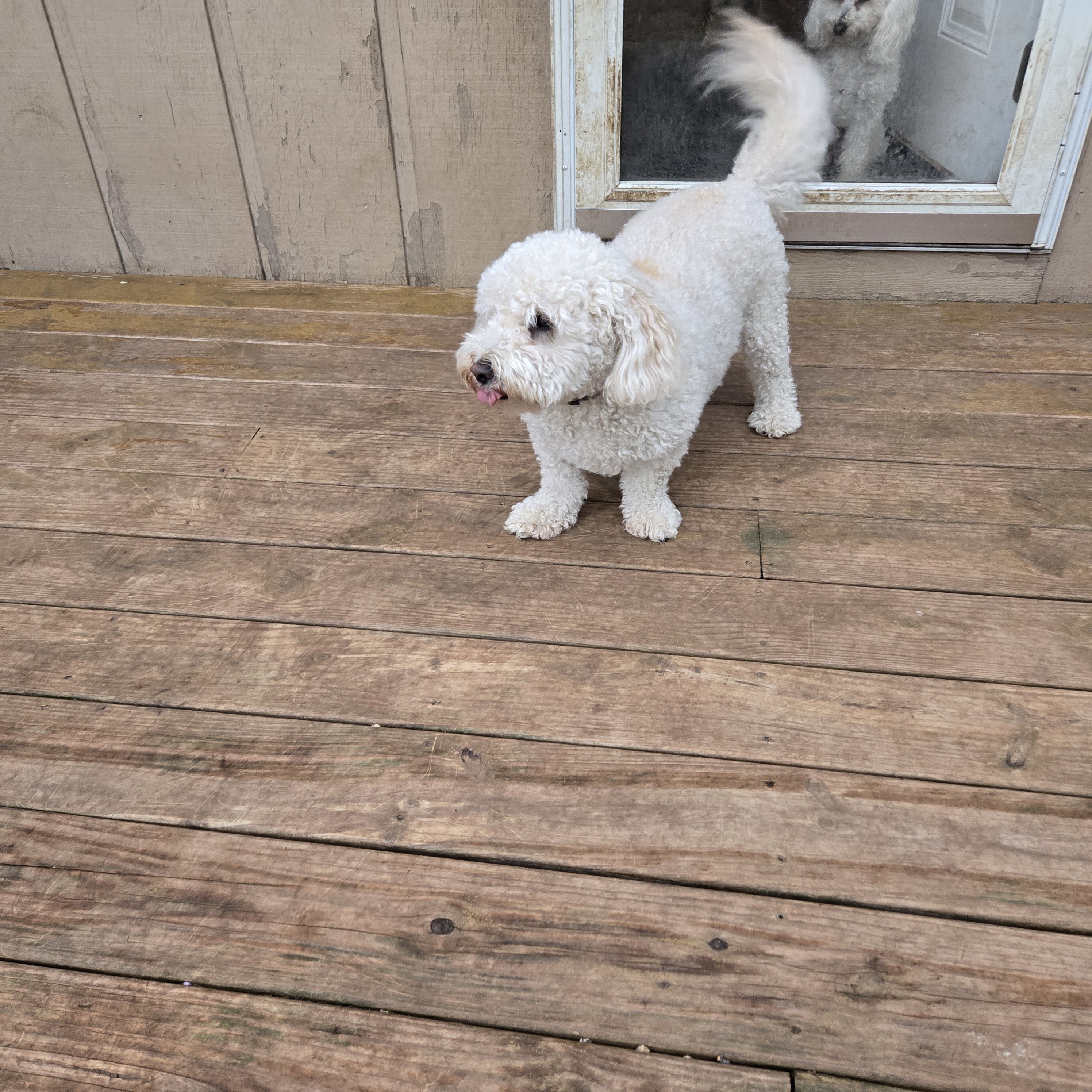 Poodle mix image 4
