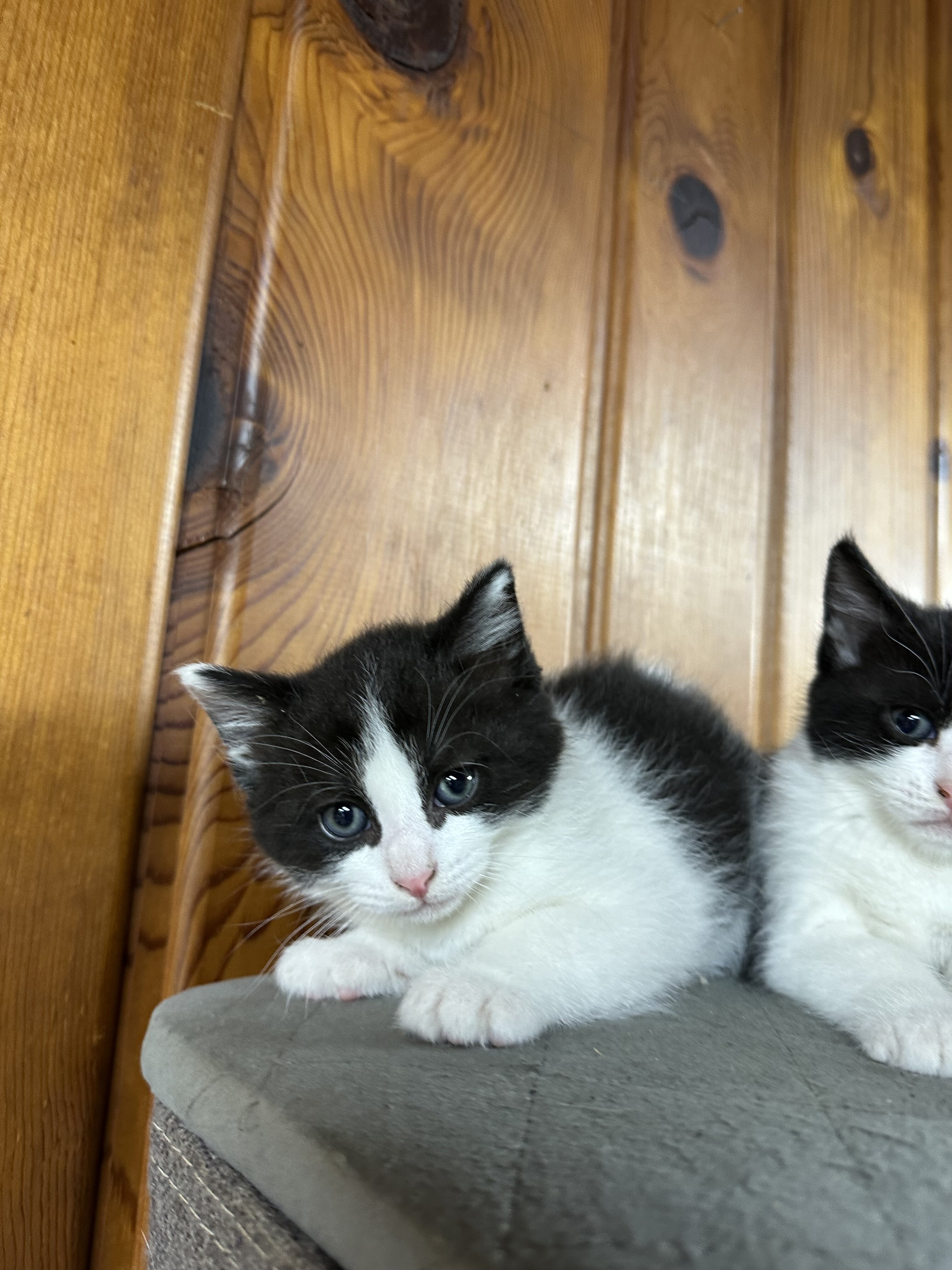 Mix Siberian and Scottish kittens available image 4