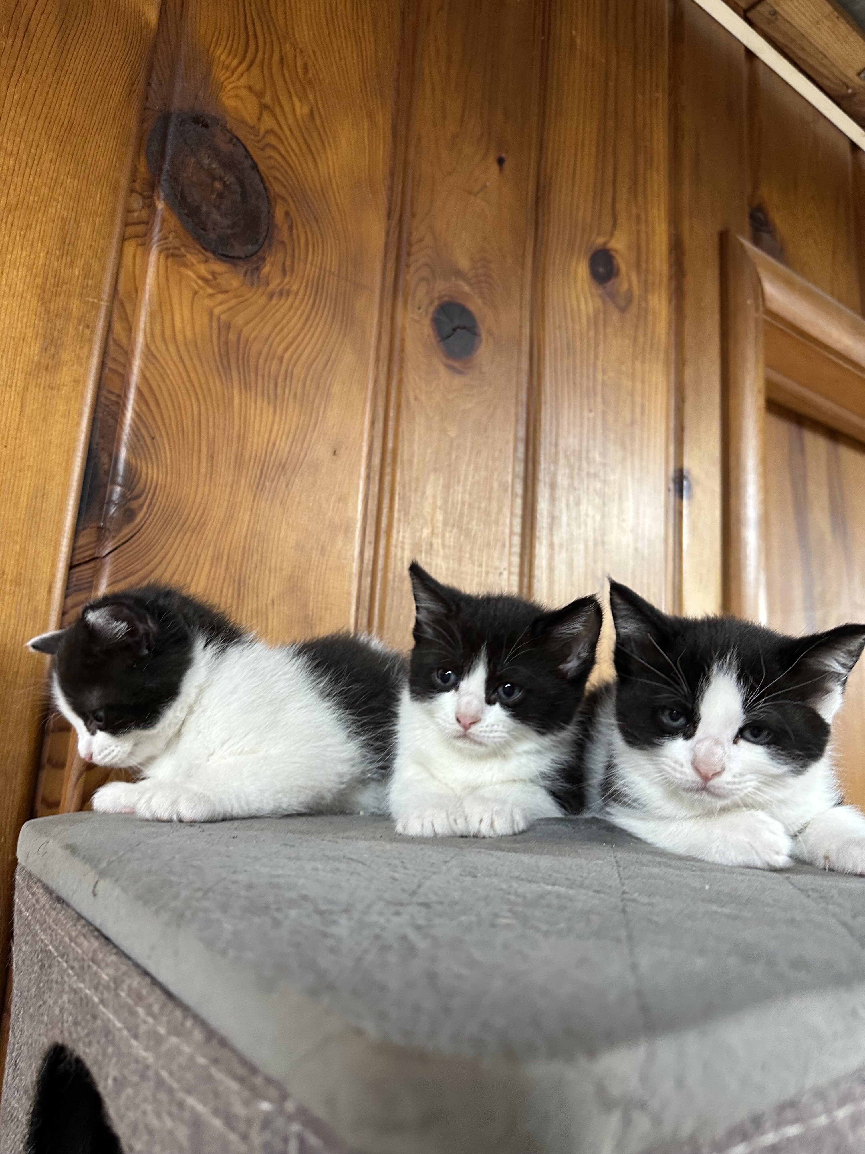 Mix Siberian and Scottish kittens available image 5