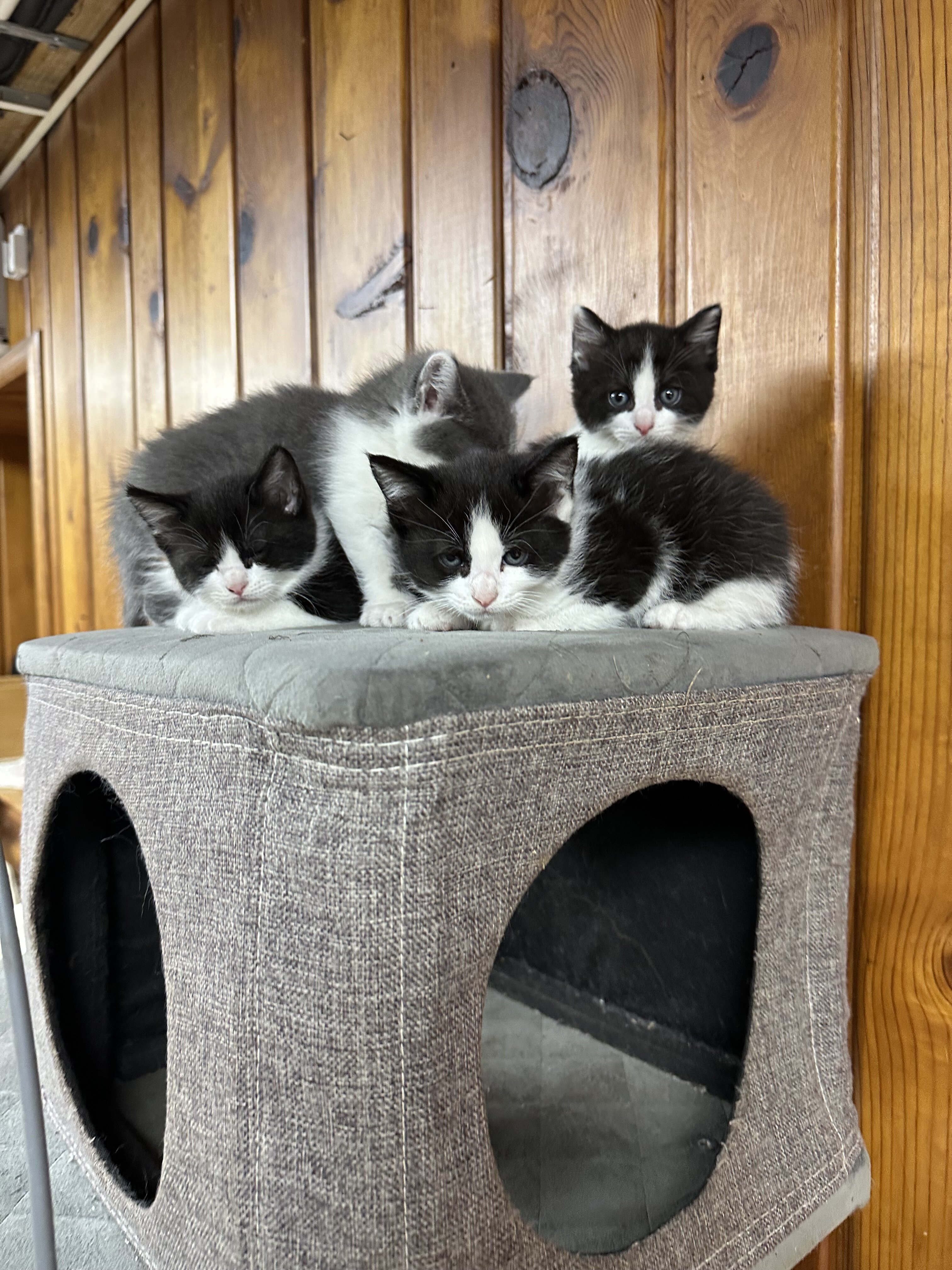 Mix Siberian and Scottish kittens available image 3