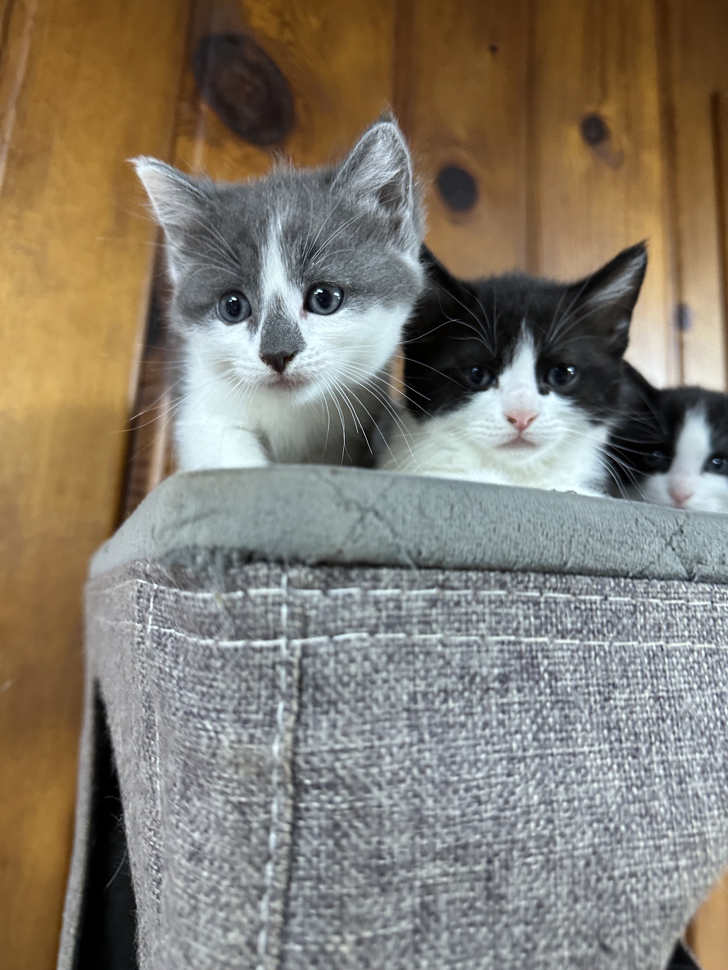 Mix Siberian and Scottish kittens available image 1