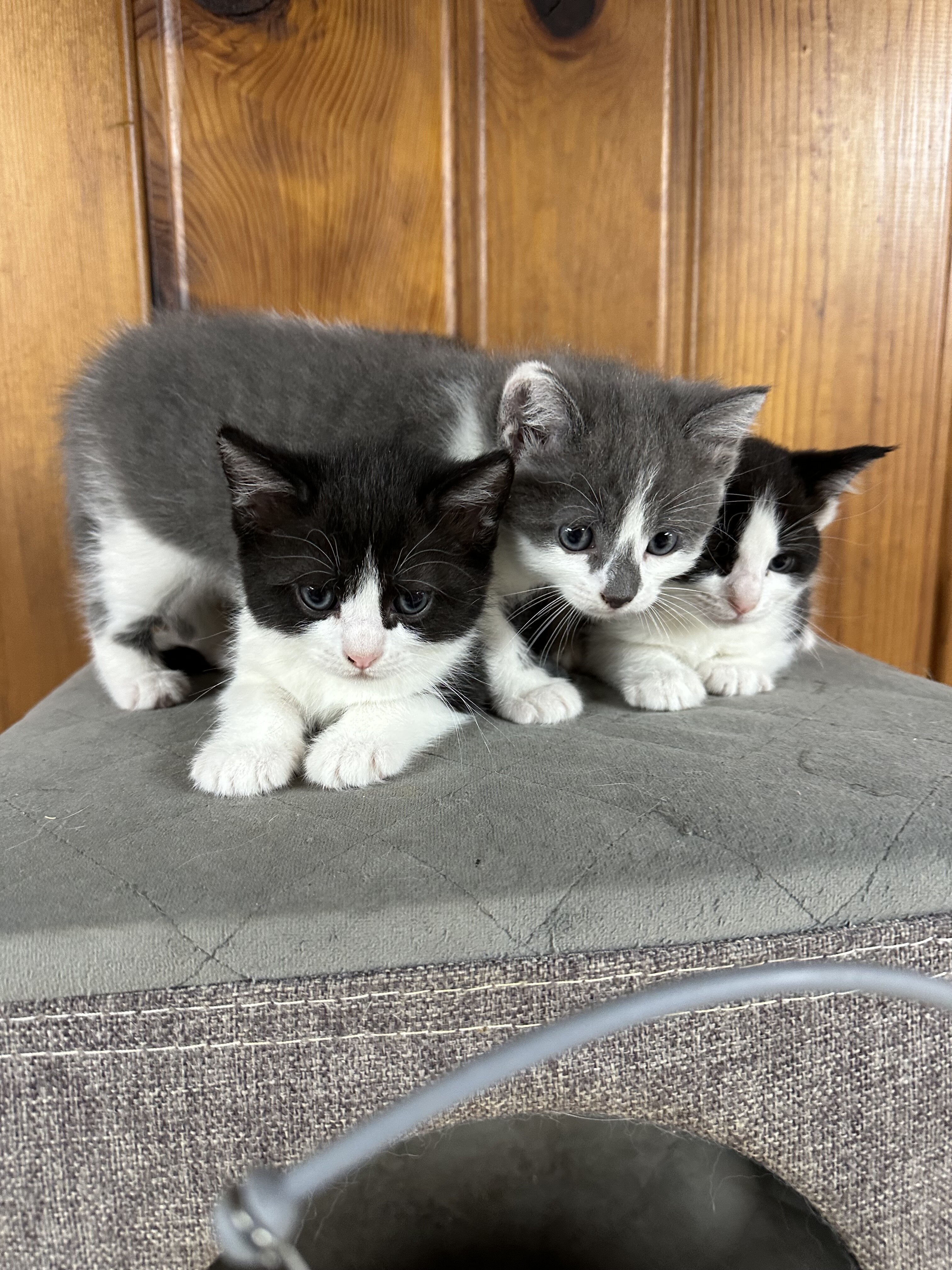 Mix Siberian and Scottish kittens available image 2