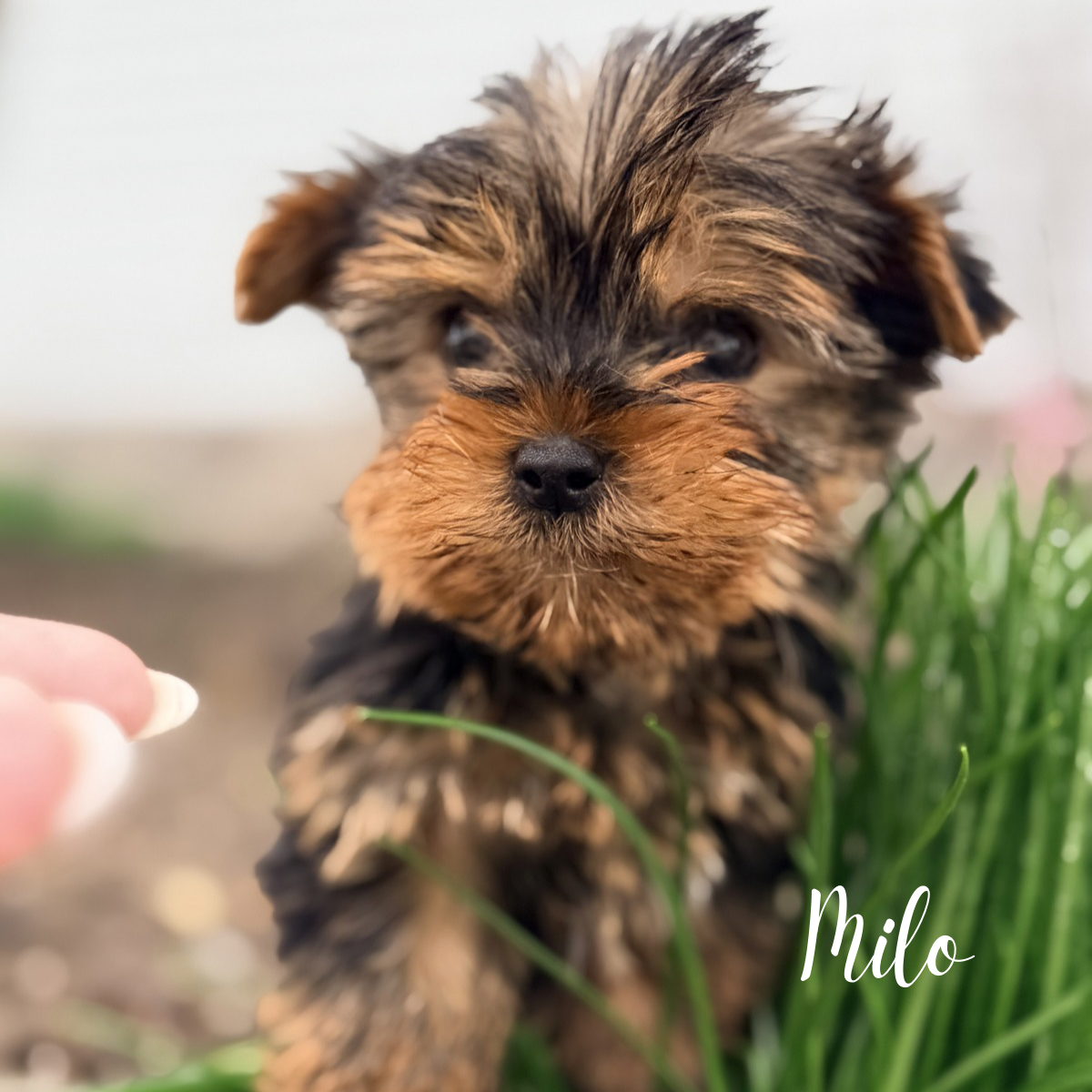 Yorkie puppies image 3