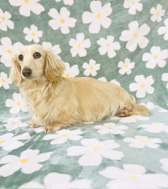 DACHSHUND PUPPIES image 1