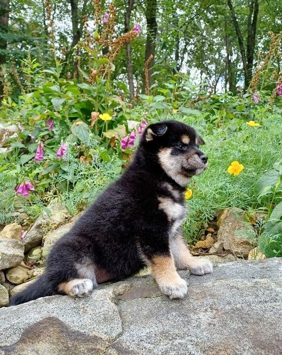 Shiba Puppies image 2