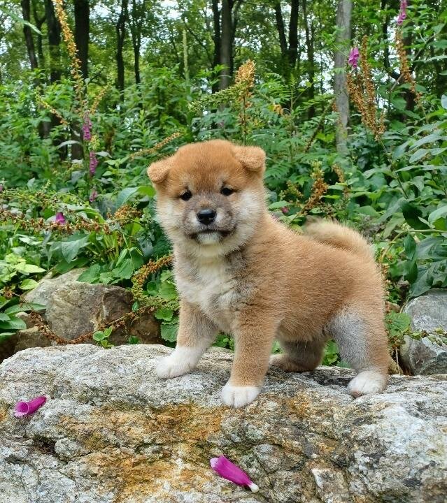 Shiba Puppies image 1