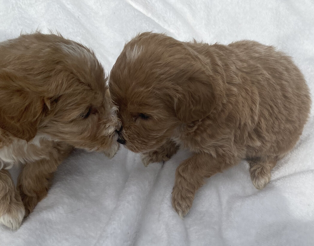 2 beautiful Red Girl Minigoldendoodles ! image 1