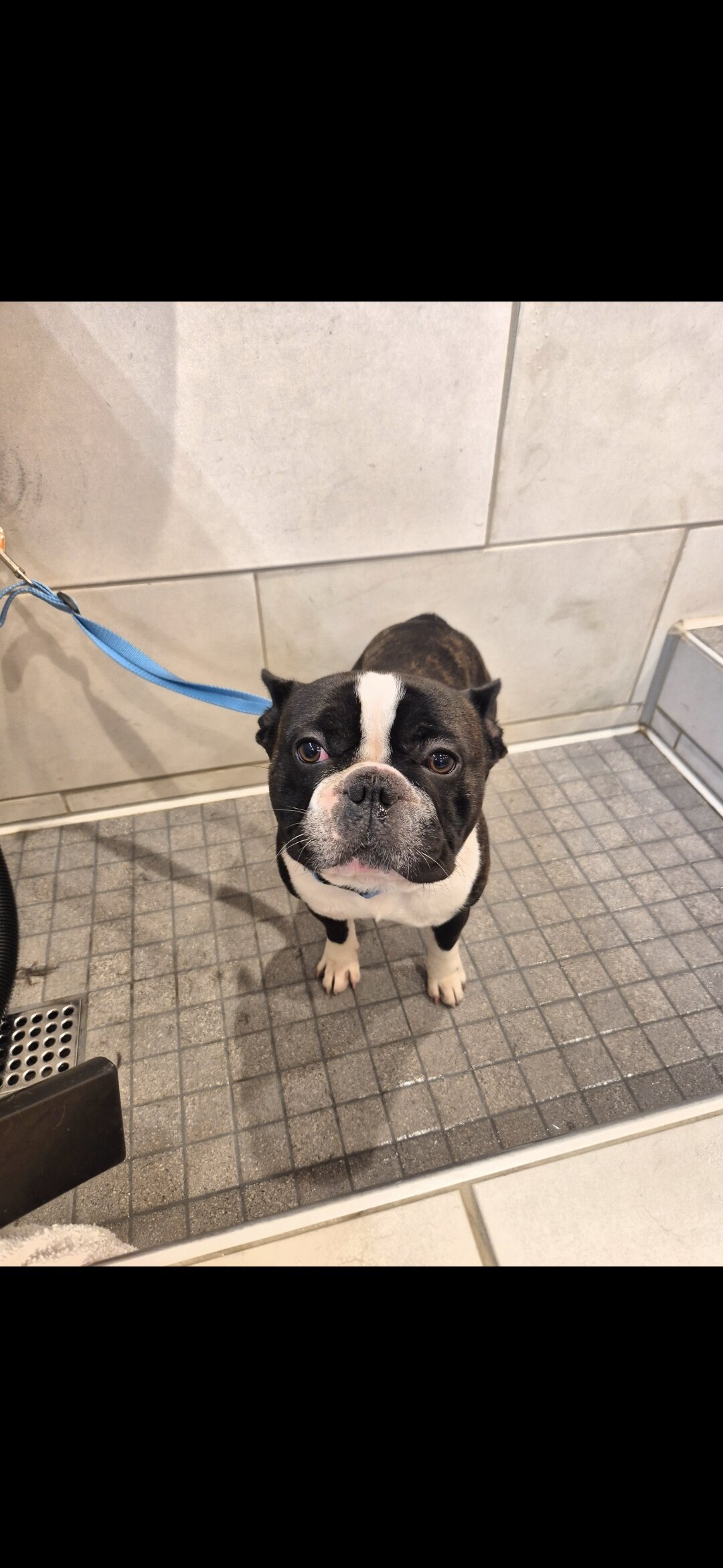 French Bulldog image 2
