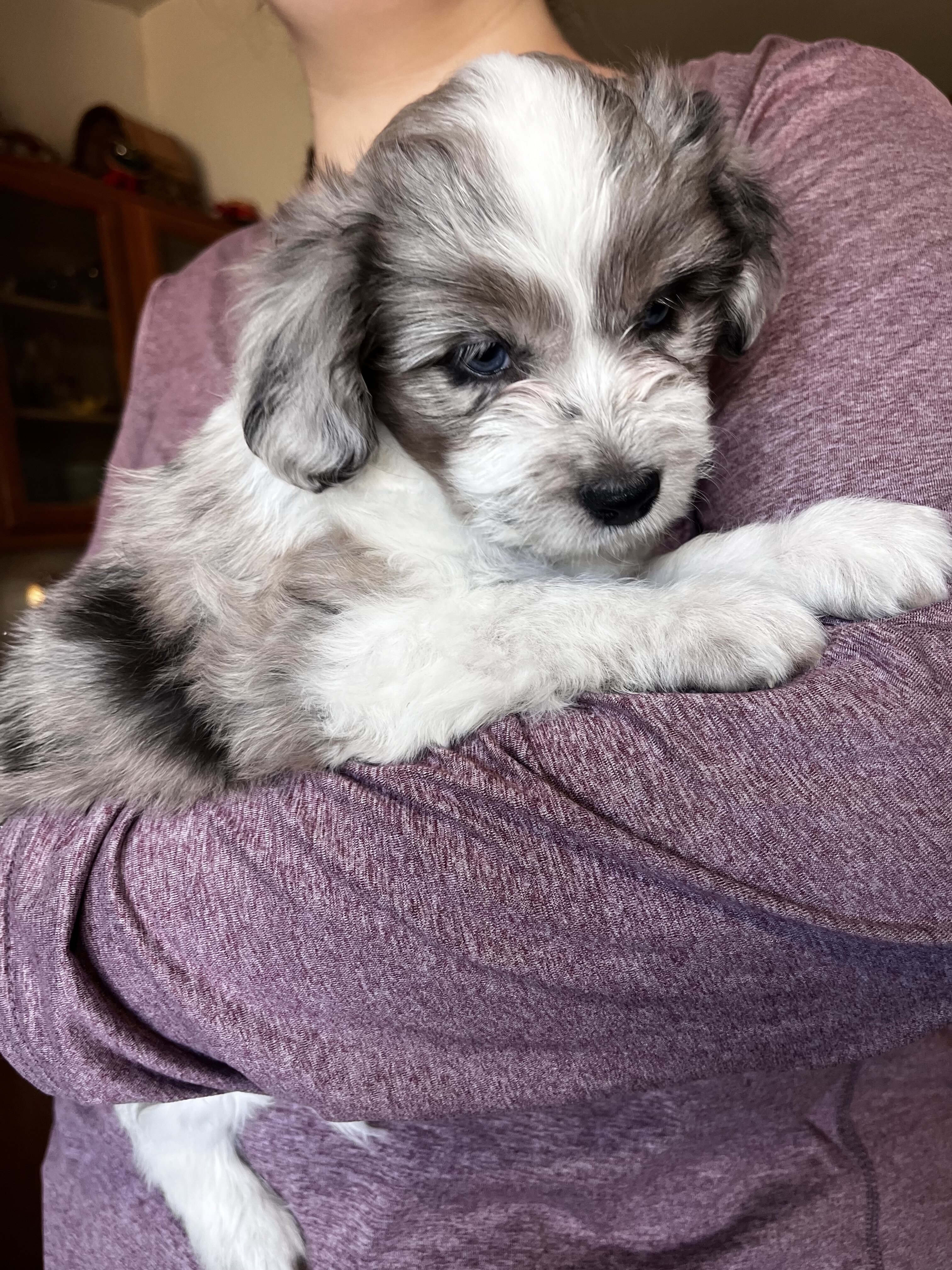 Aussiedoodle image 6