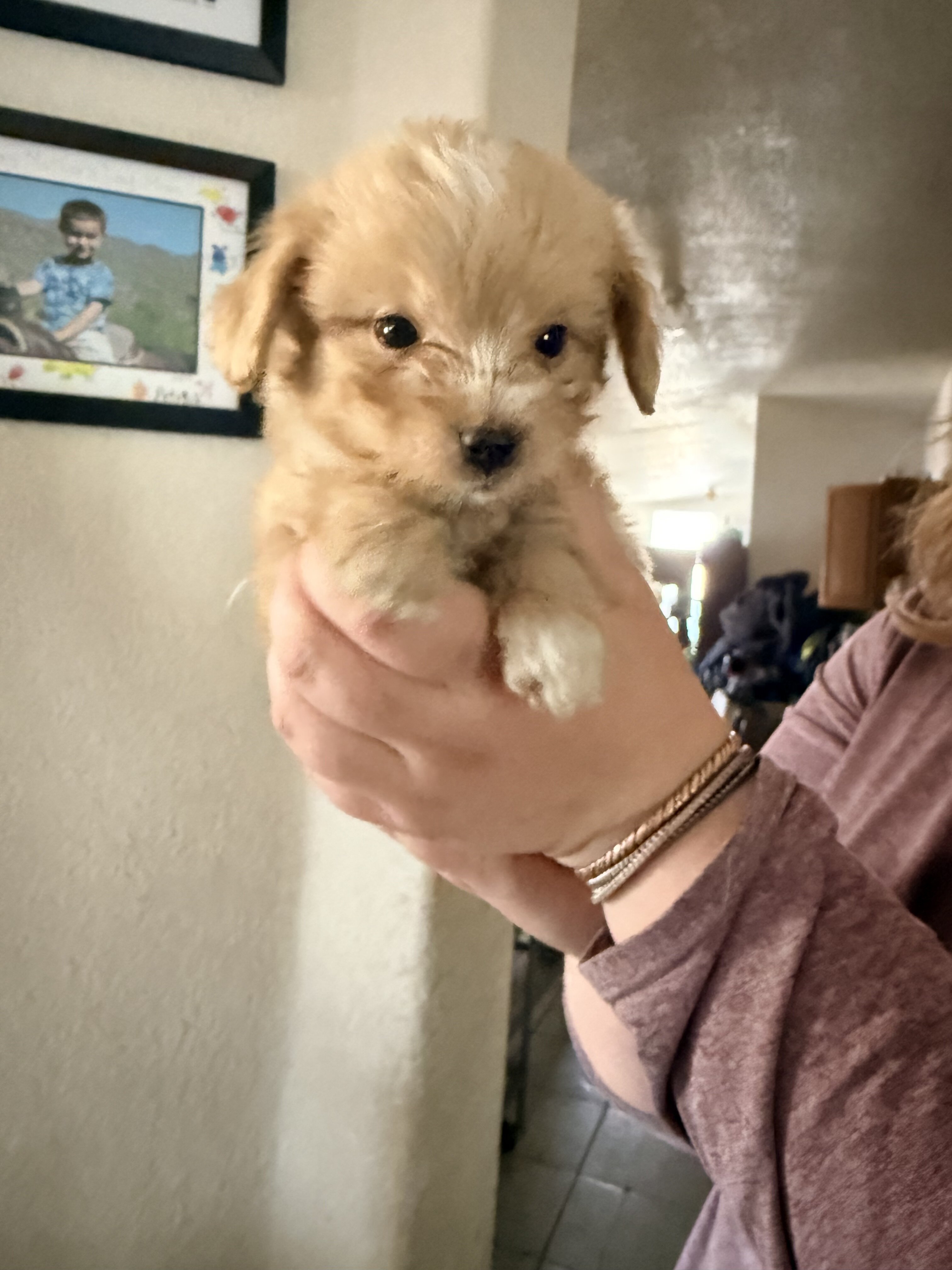 Aussiedoodle image 7