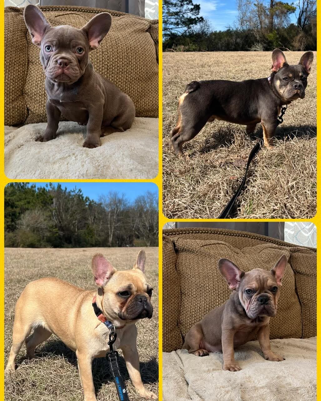 FRENCHIES! Several to choose from! image 1