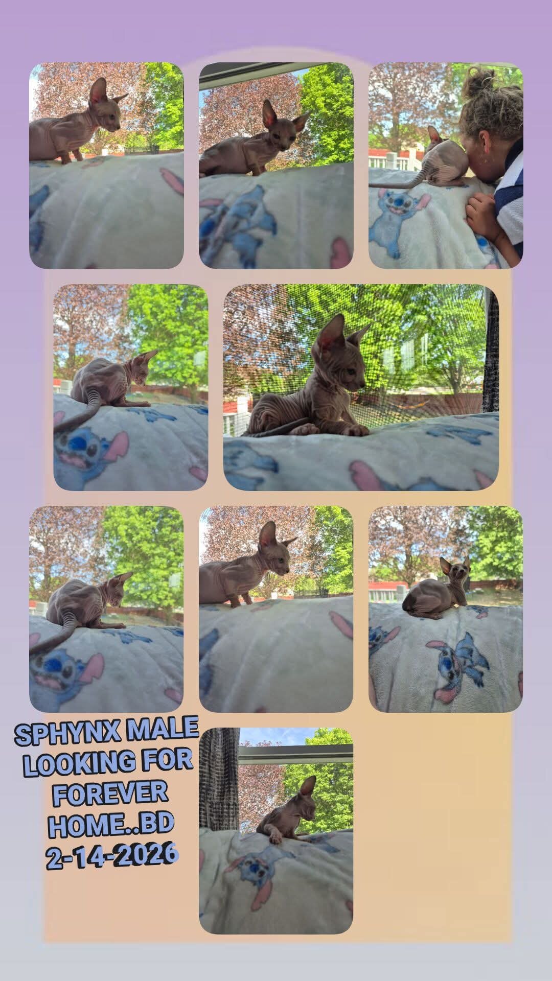 Sphynx kitten BD 2-14-2026 image 1