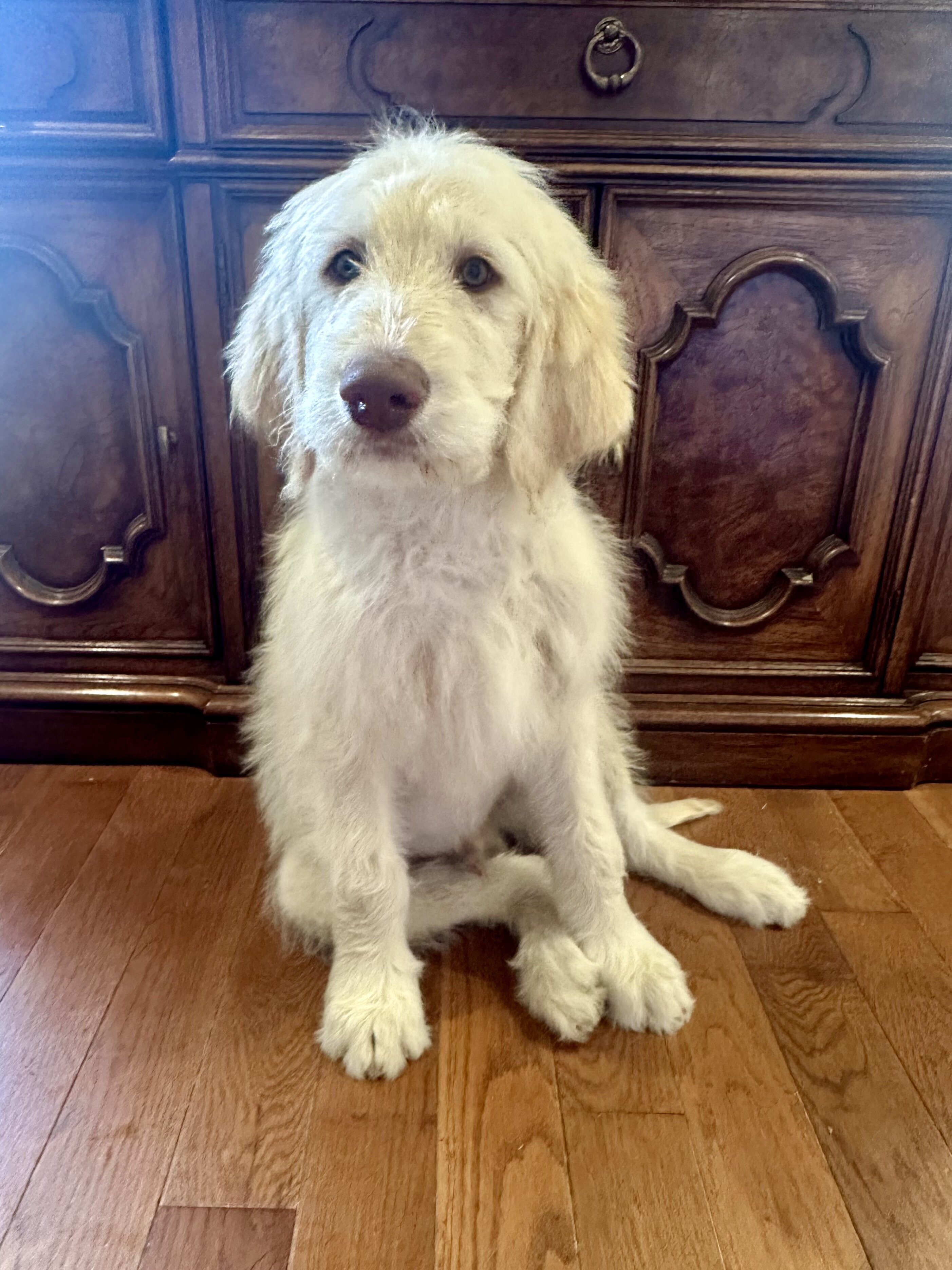 Puppies image 5