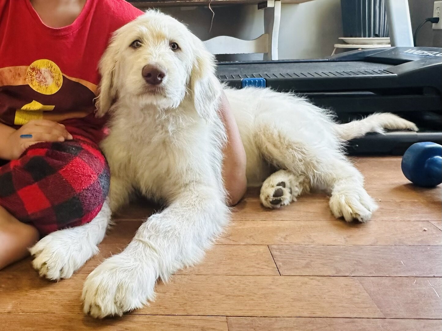 Puppies image 6