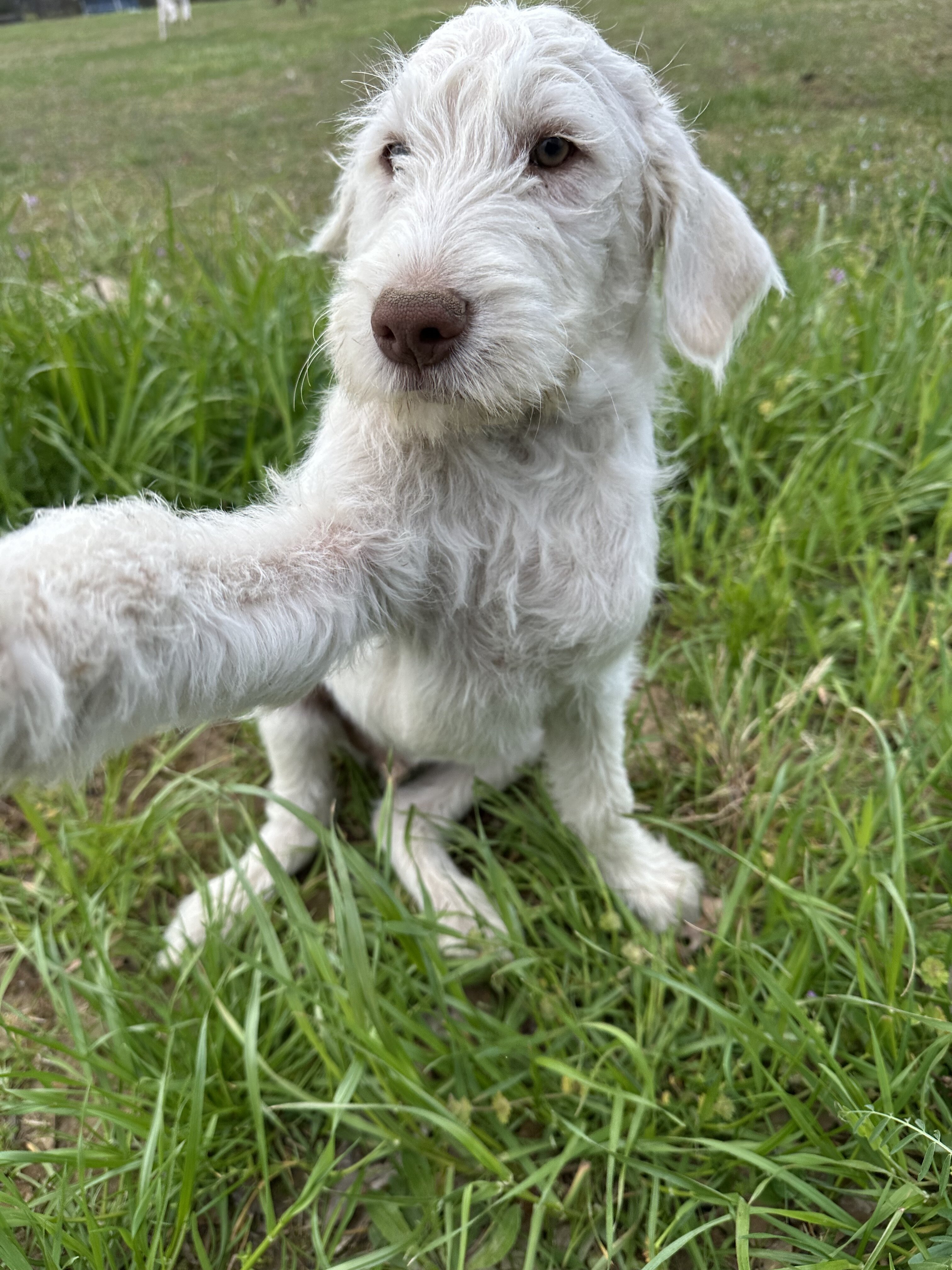 Puppies image 3