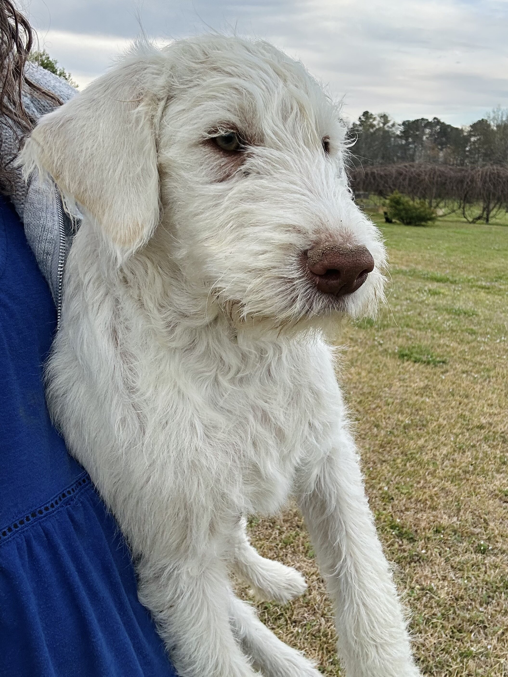 Puppies image 4