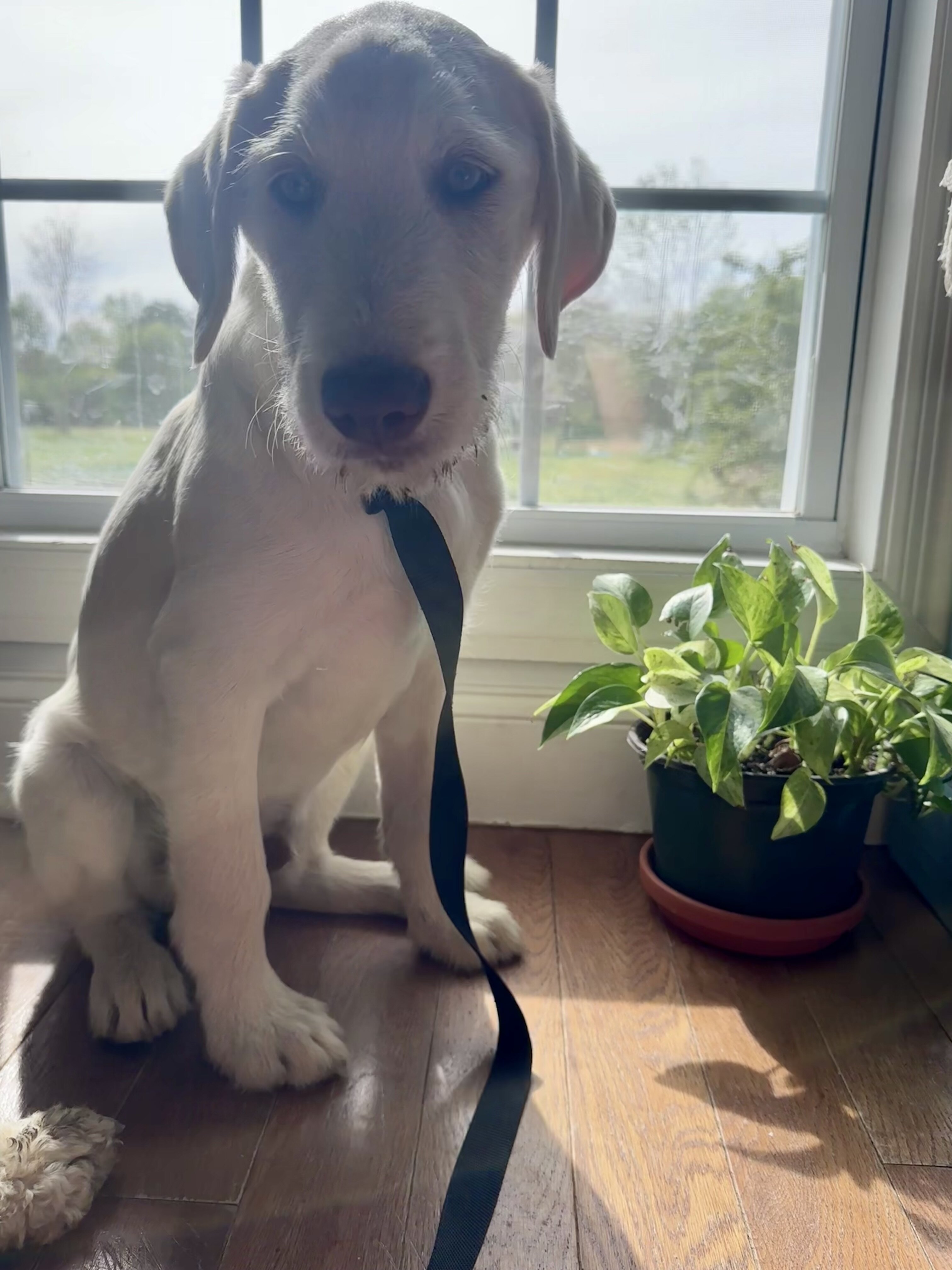 Puppies image 1