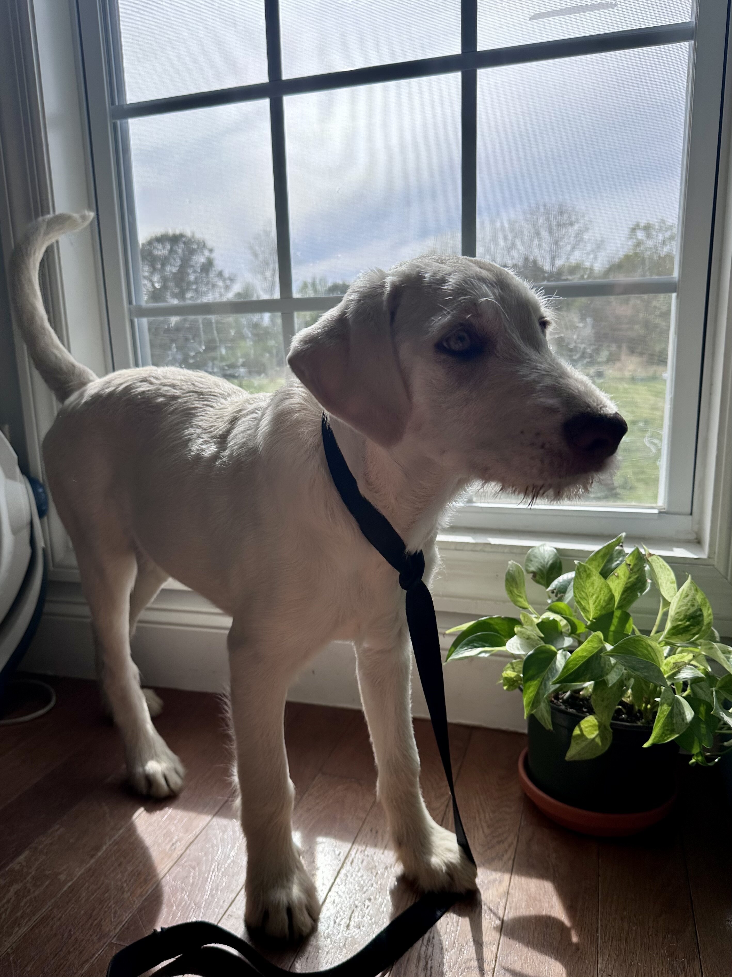 Puppies image 2