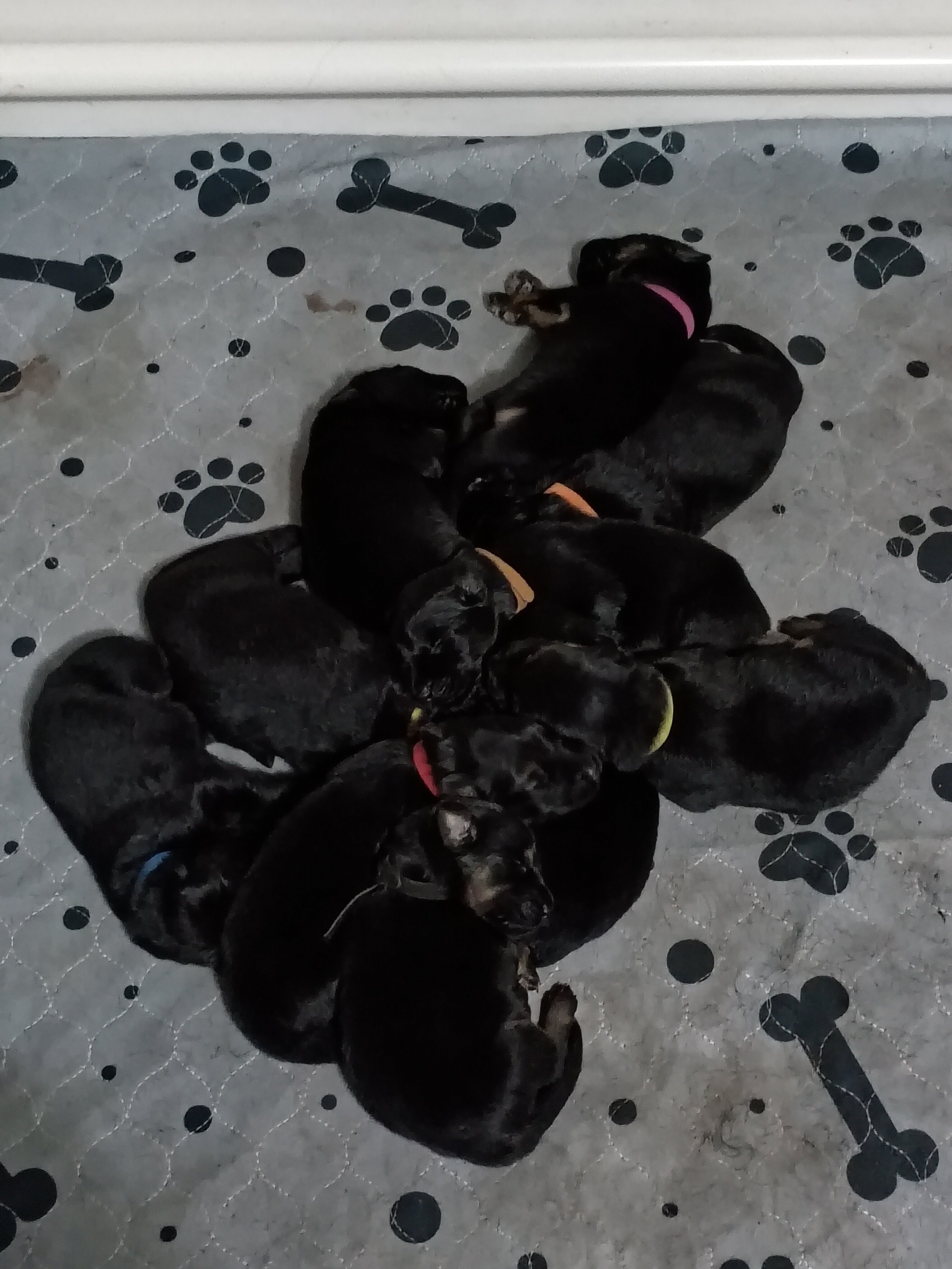 Adorable GSD Puppies image 5