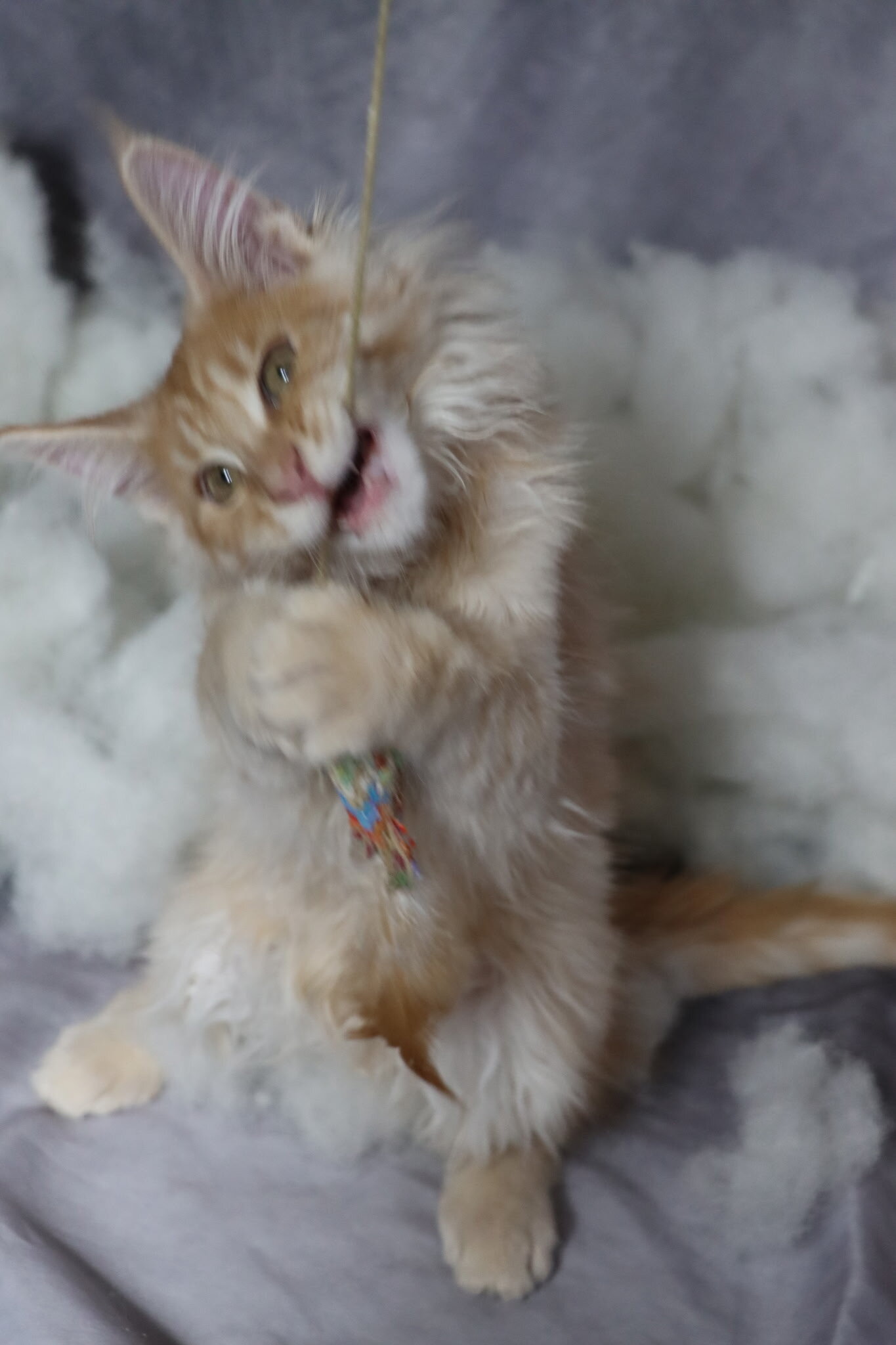 TICA Registered Main Coon Kittens image 9