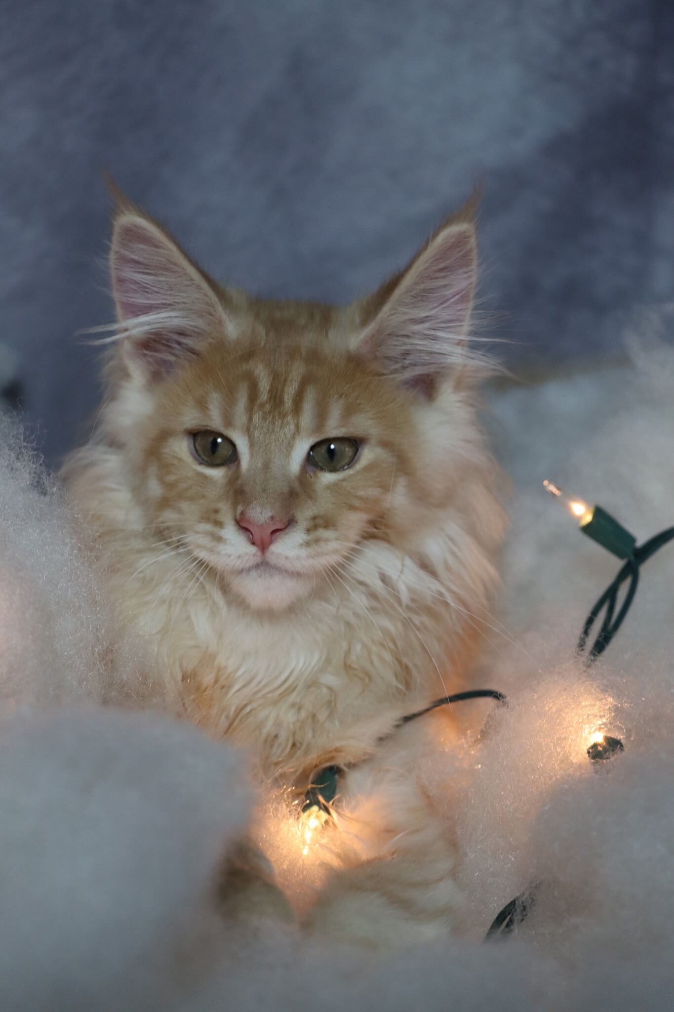 TICA Registered Main Coon Kittens image 1