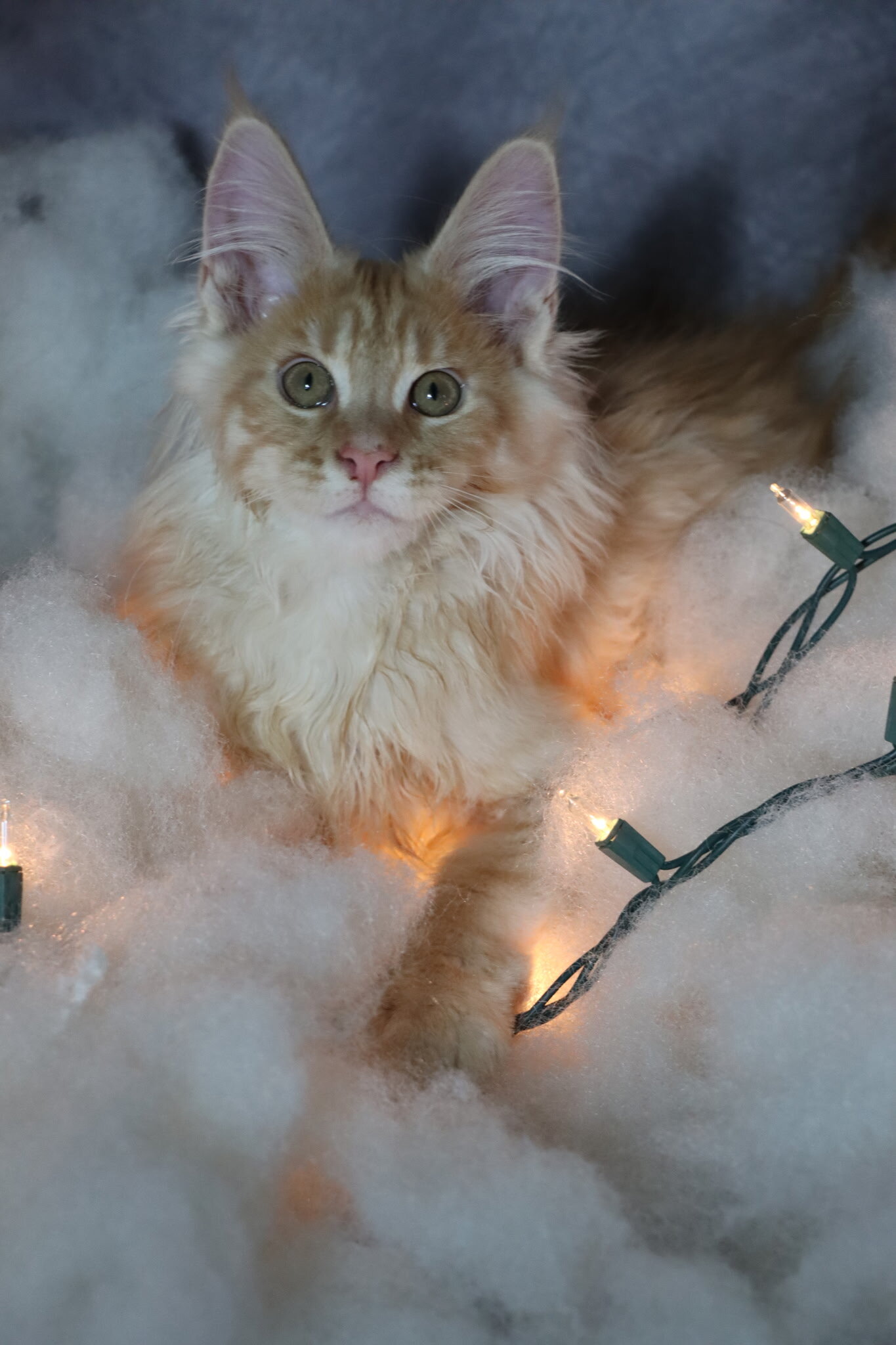 TICA Registered Main Coon Kittens image 2