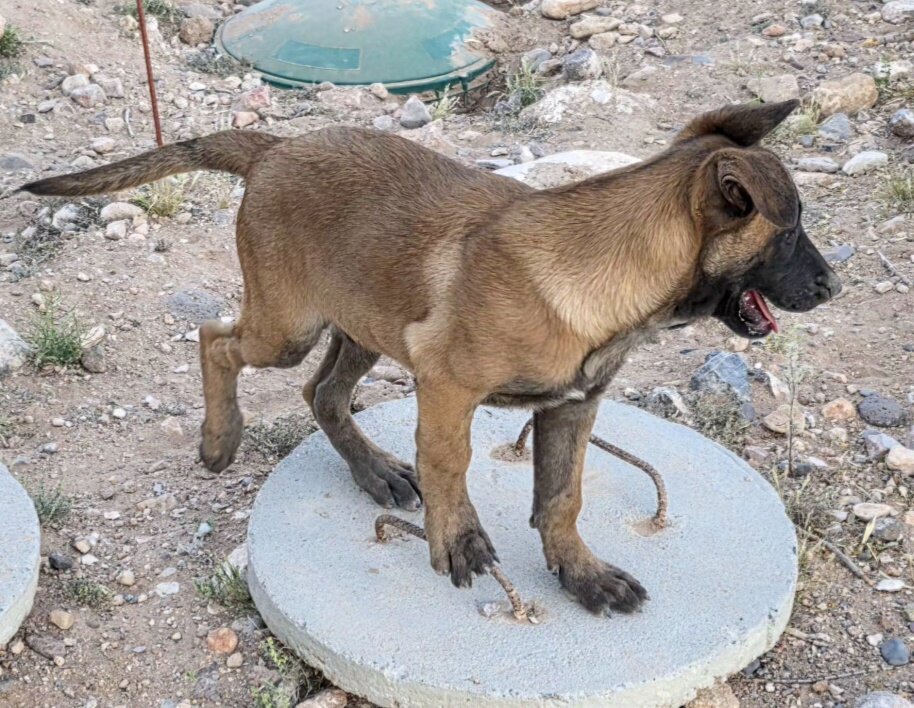 Purebred Belgian Malinois puppies. Now available image 1