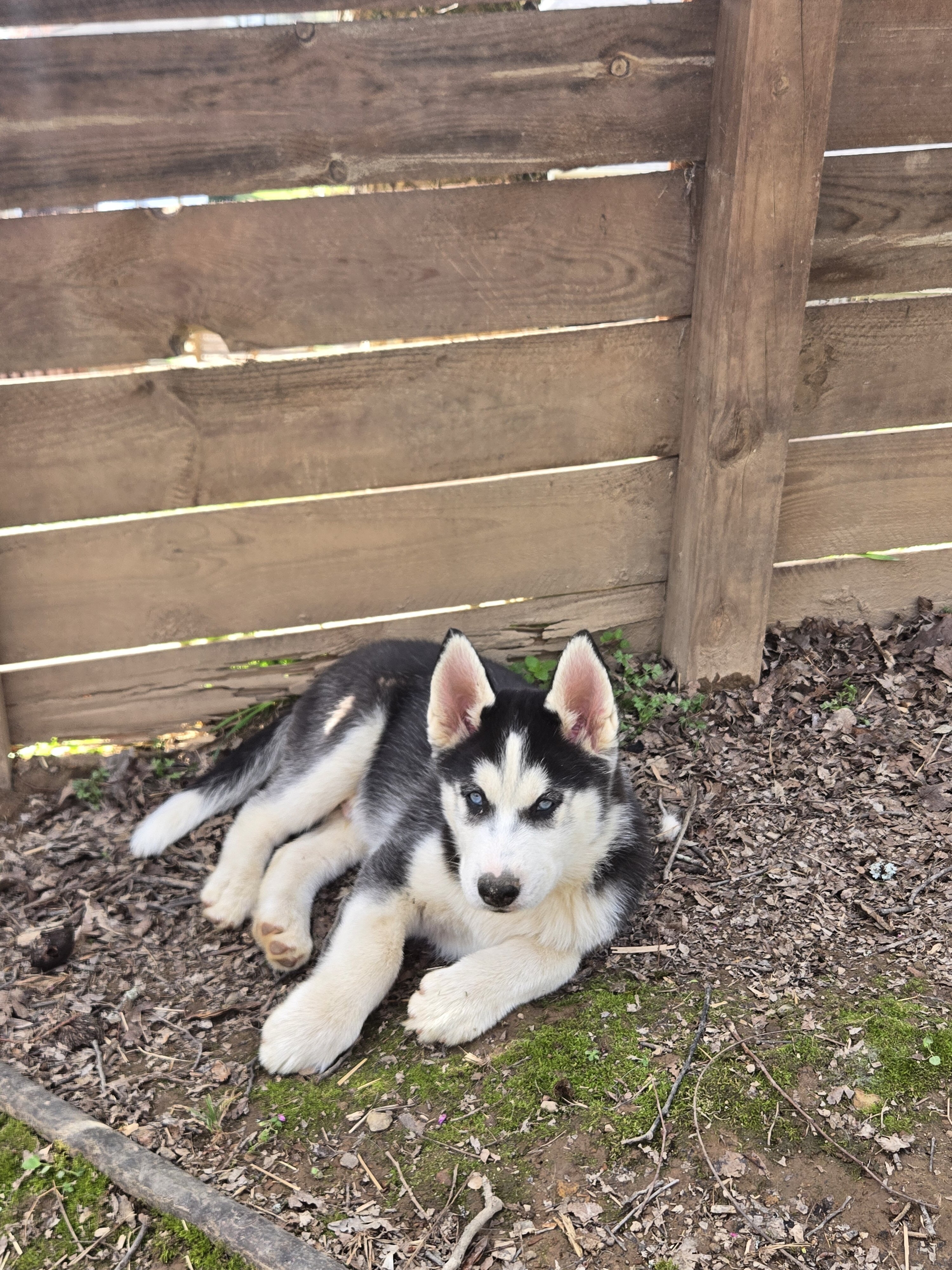 Siberian Husky Pups image 3