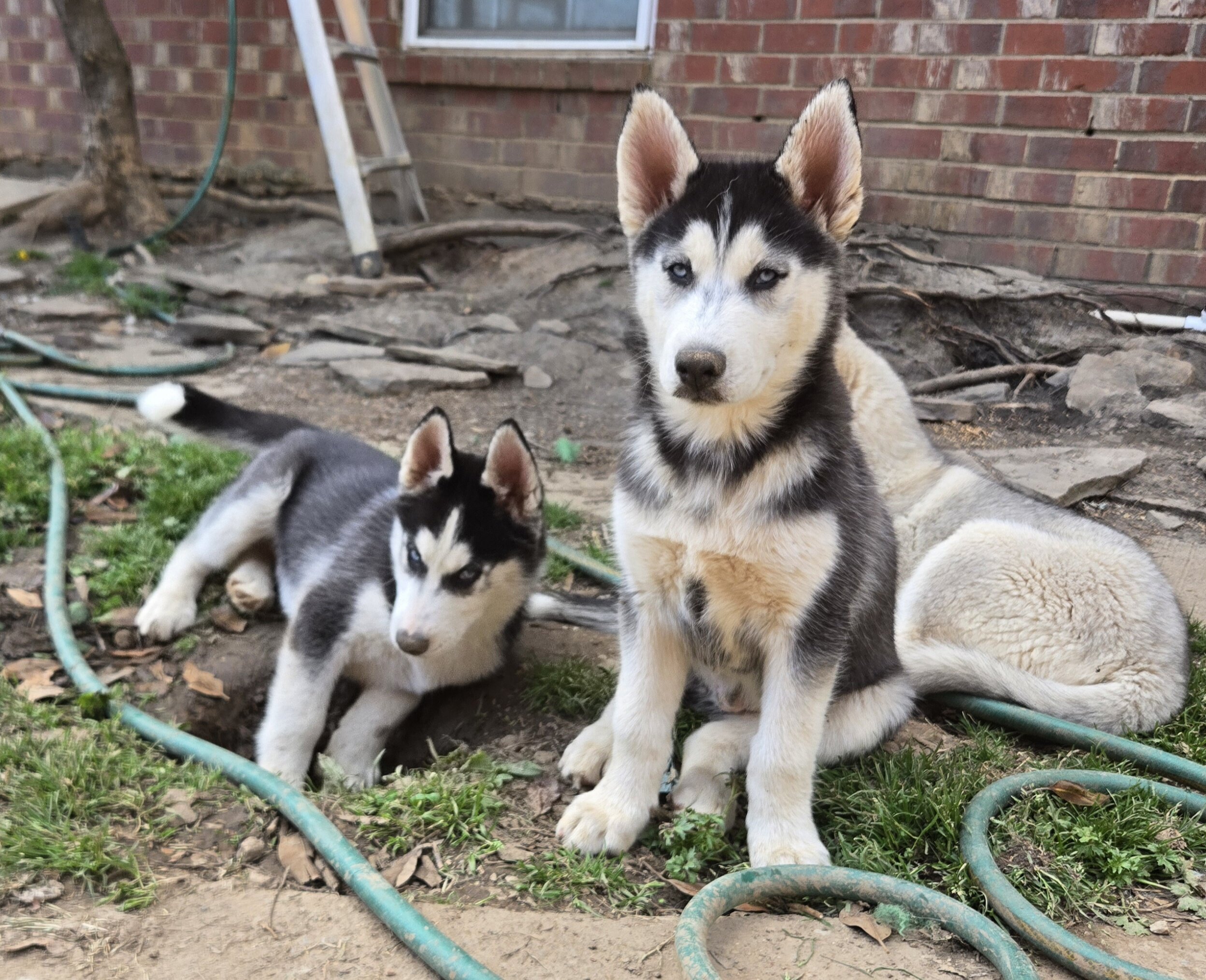 Siberian Husky Pups image 1