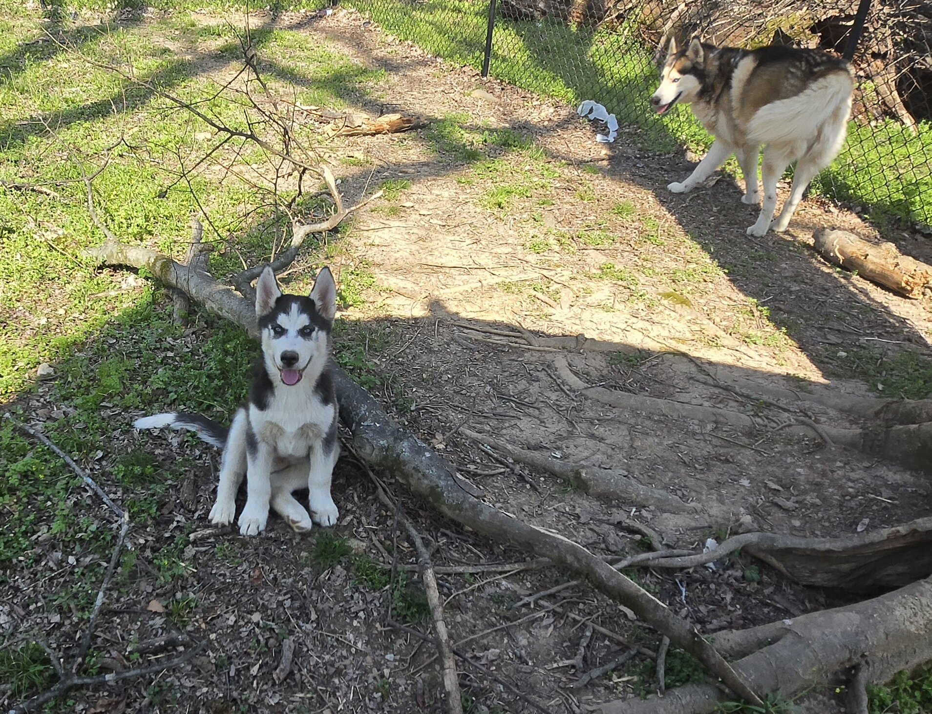 Siberian Husky Pups image 2
