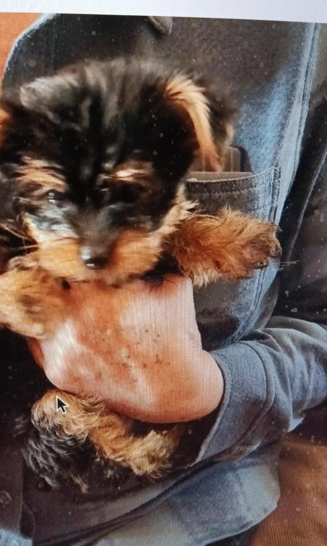 BEAUTIFUL SMALL YORKIE PUPPIES FOR SALE image 4