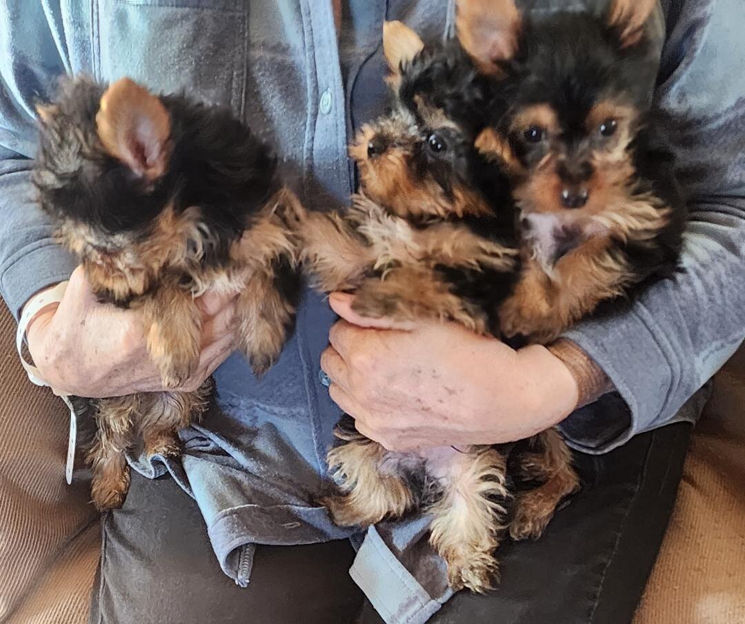 BEAUTIFUL SMALL YORKIE PUPPIES FOR SALE image 3