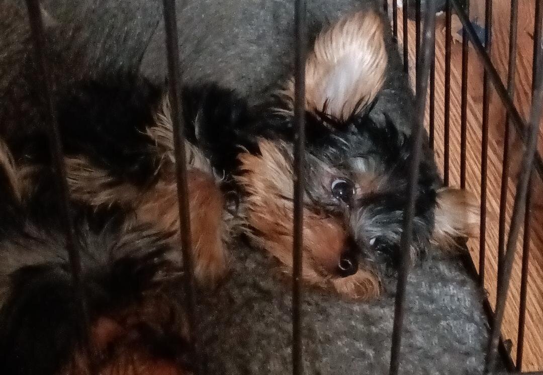 BEAUTIFUL SMALL YORKIE PUPPIES FOR SALE image 1