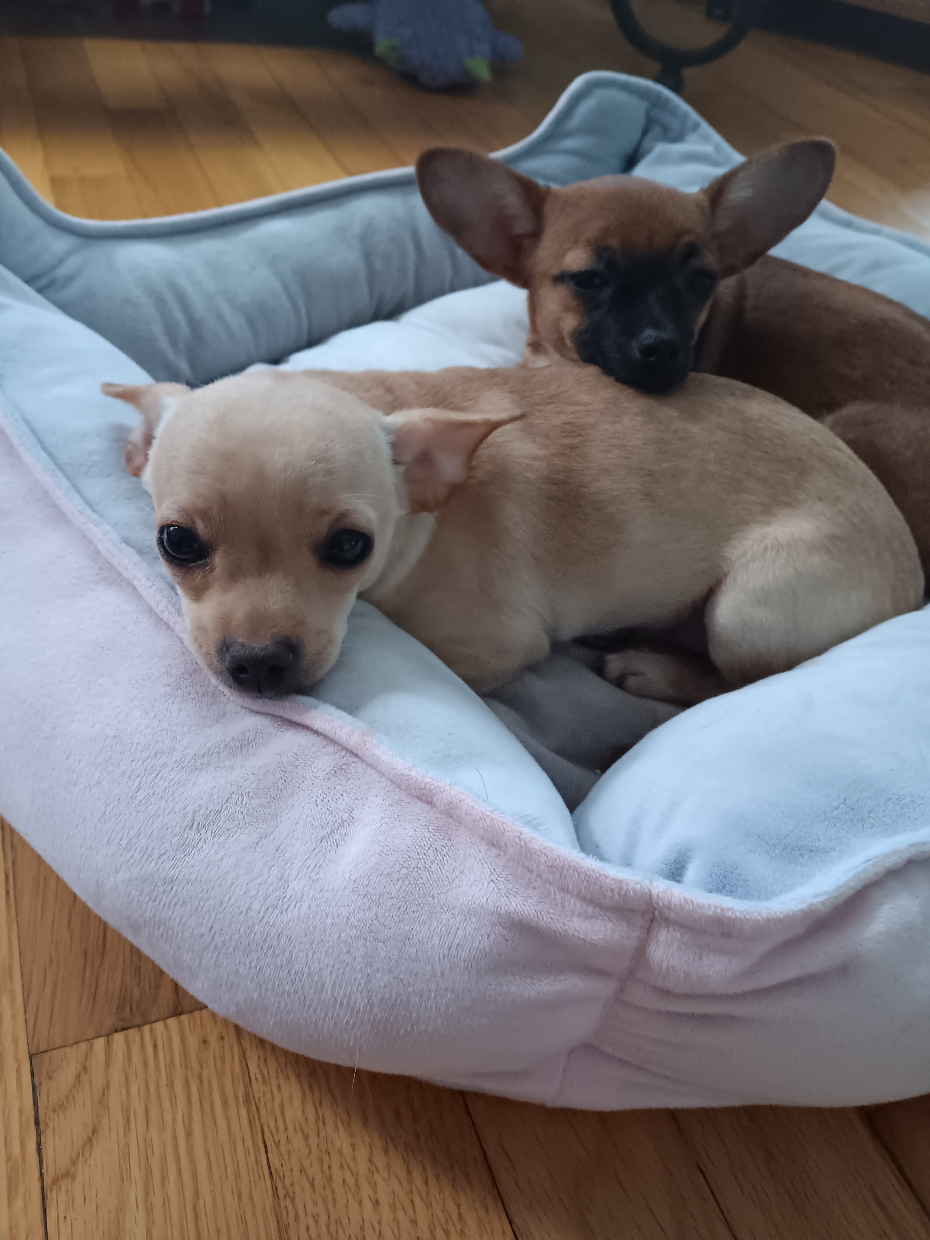 Chihuahua image 4