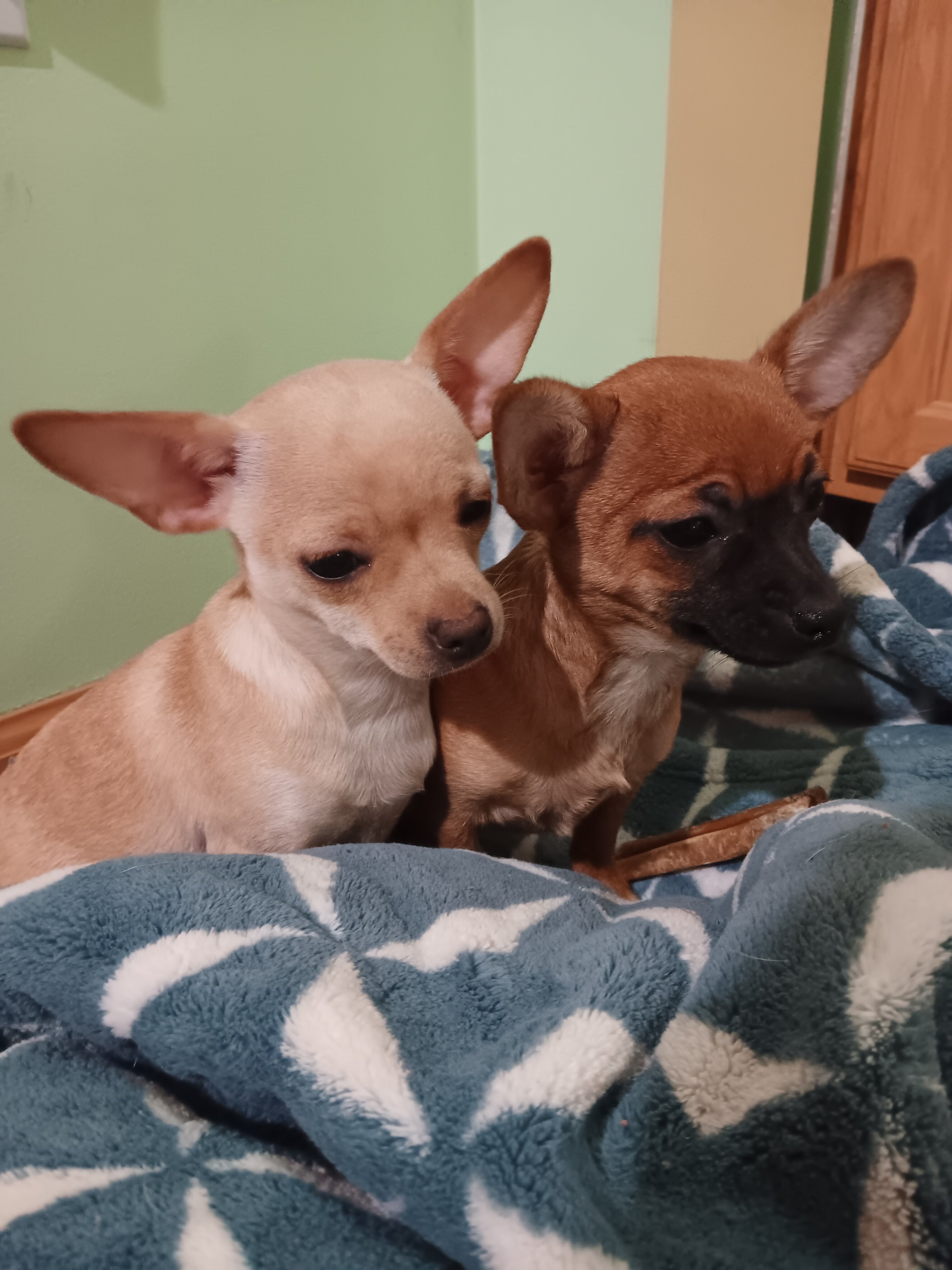 Chihuahua image 1