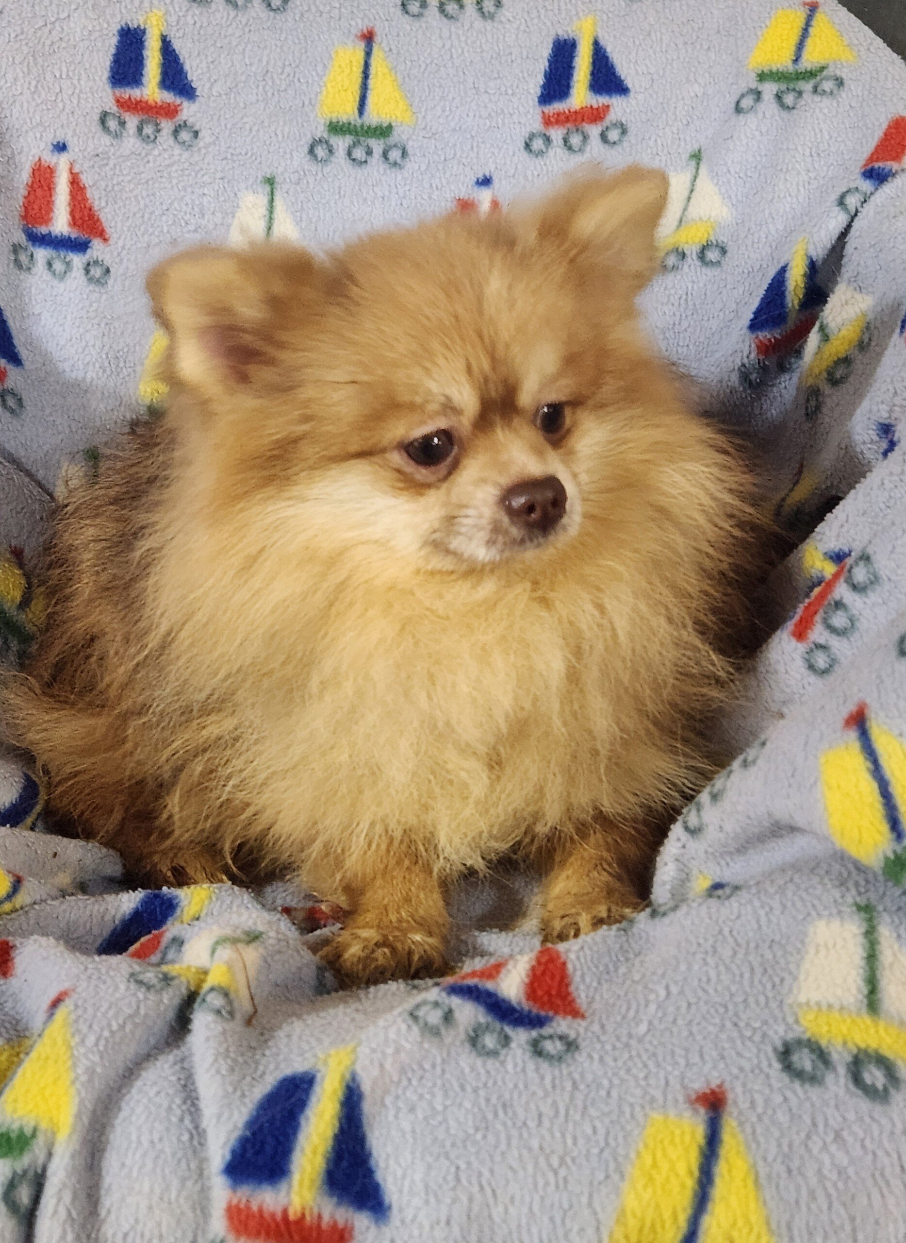 Pomeranian puppy image 1