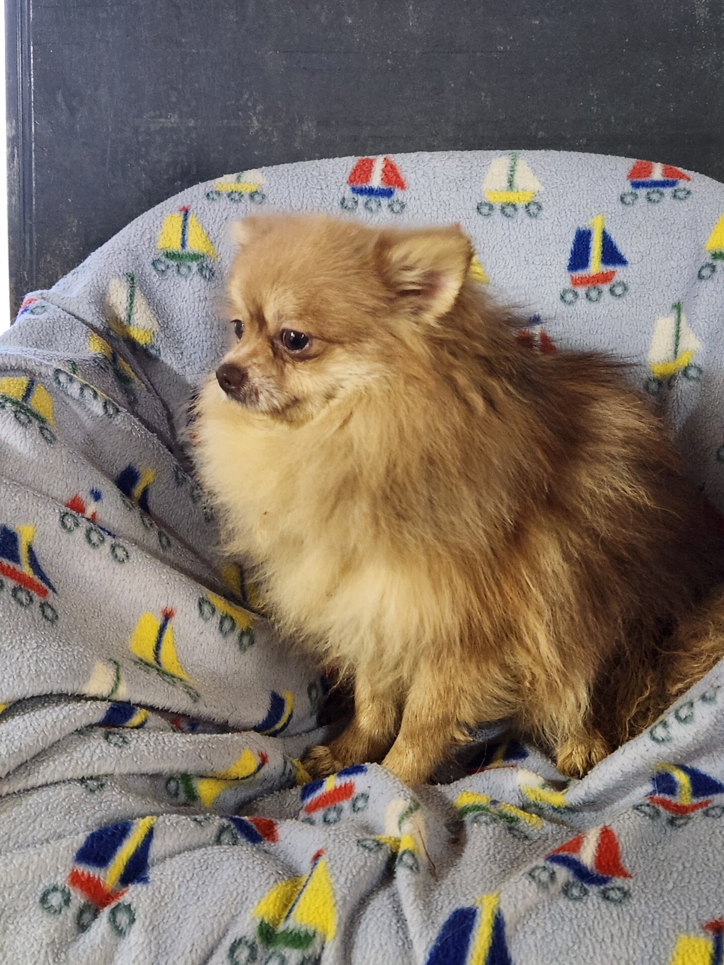 Pomeranian puppy image 2