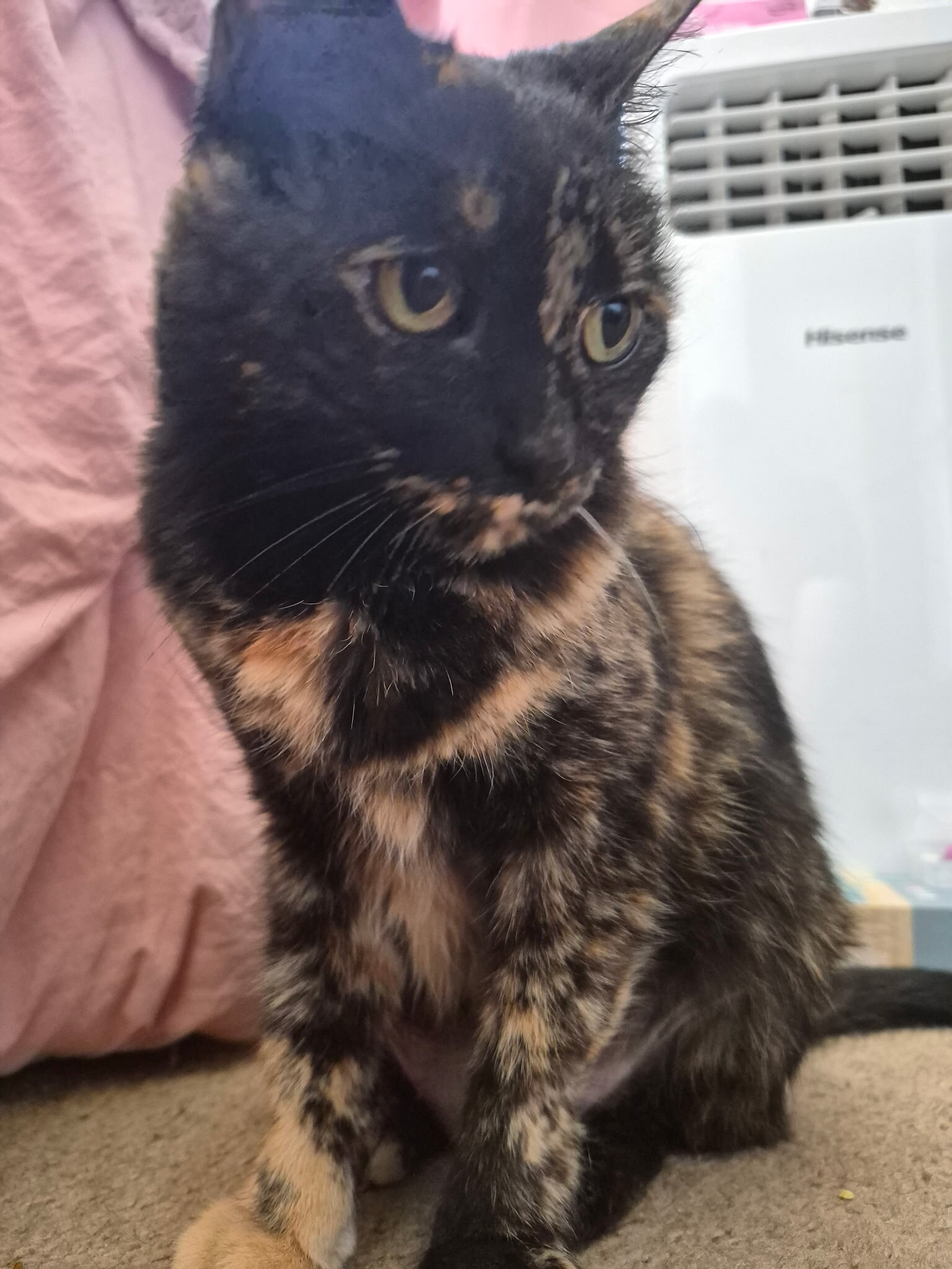 Galaxy is looking for her fur-ever home! image 3