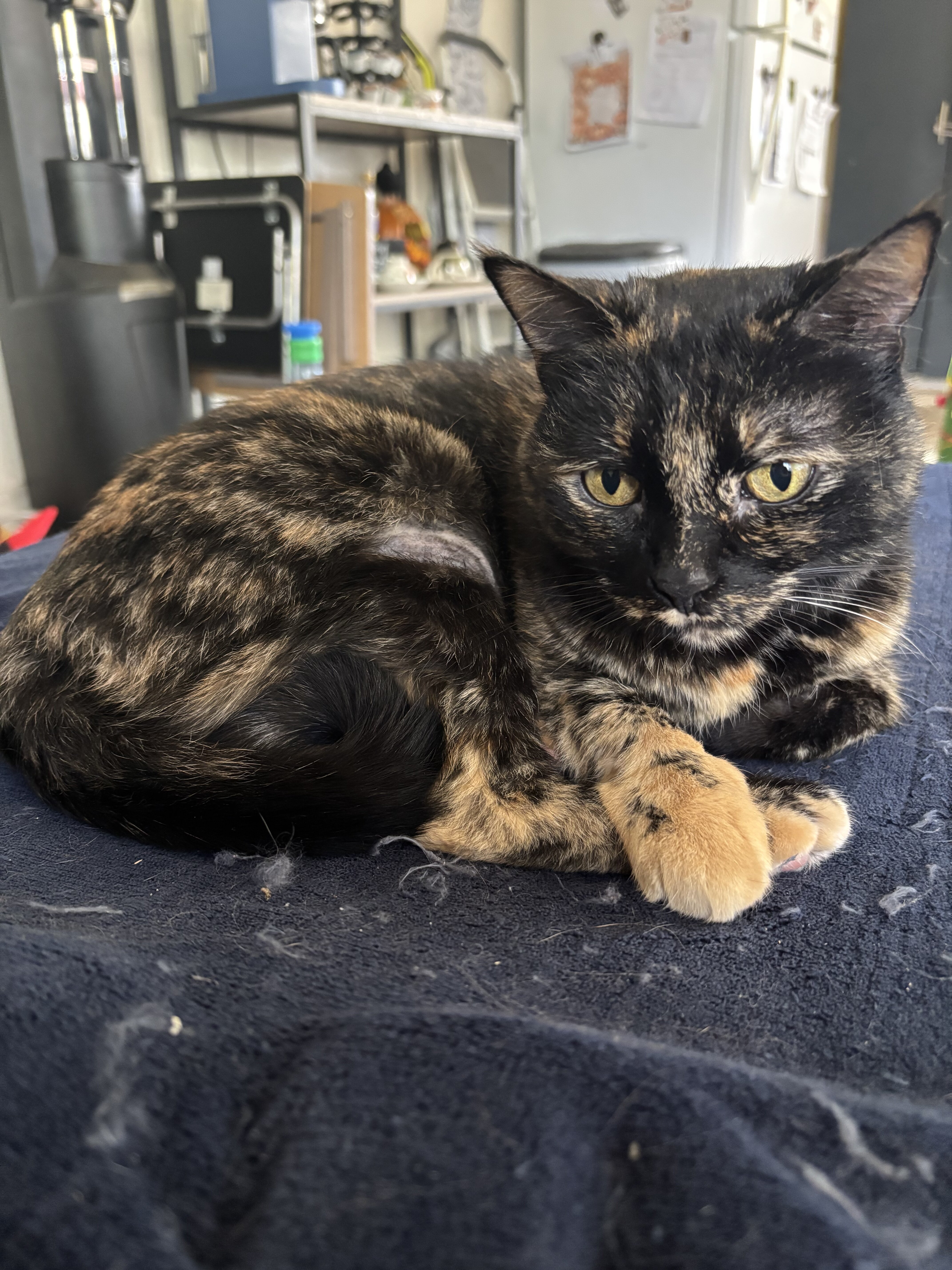 Galaxy is looking for her fur-ever home! image 4