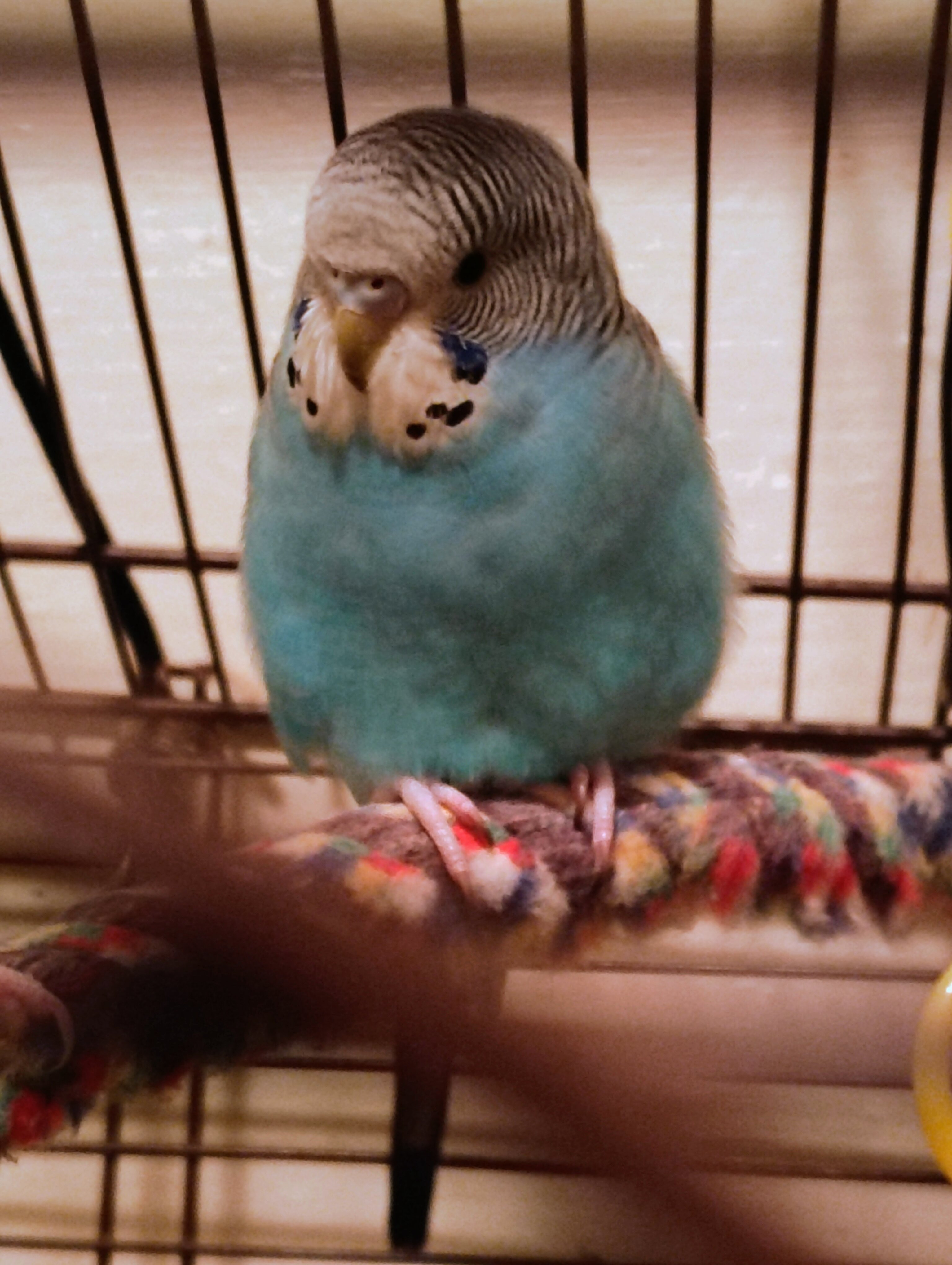 Male and Female Budgie Parakeets (Pair) image 3