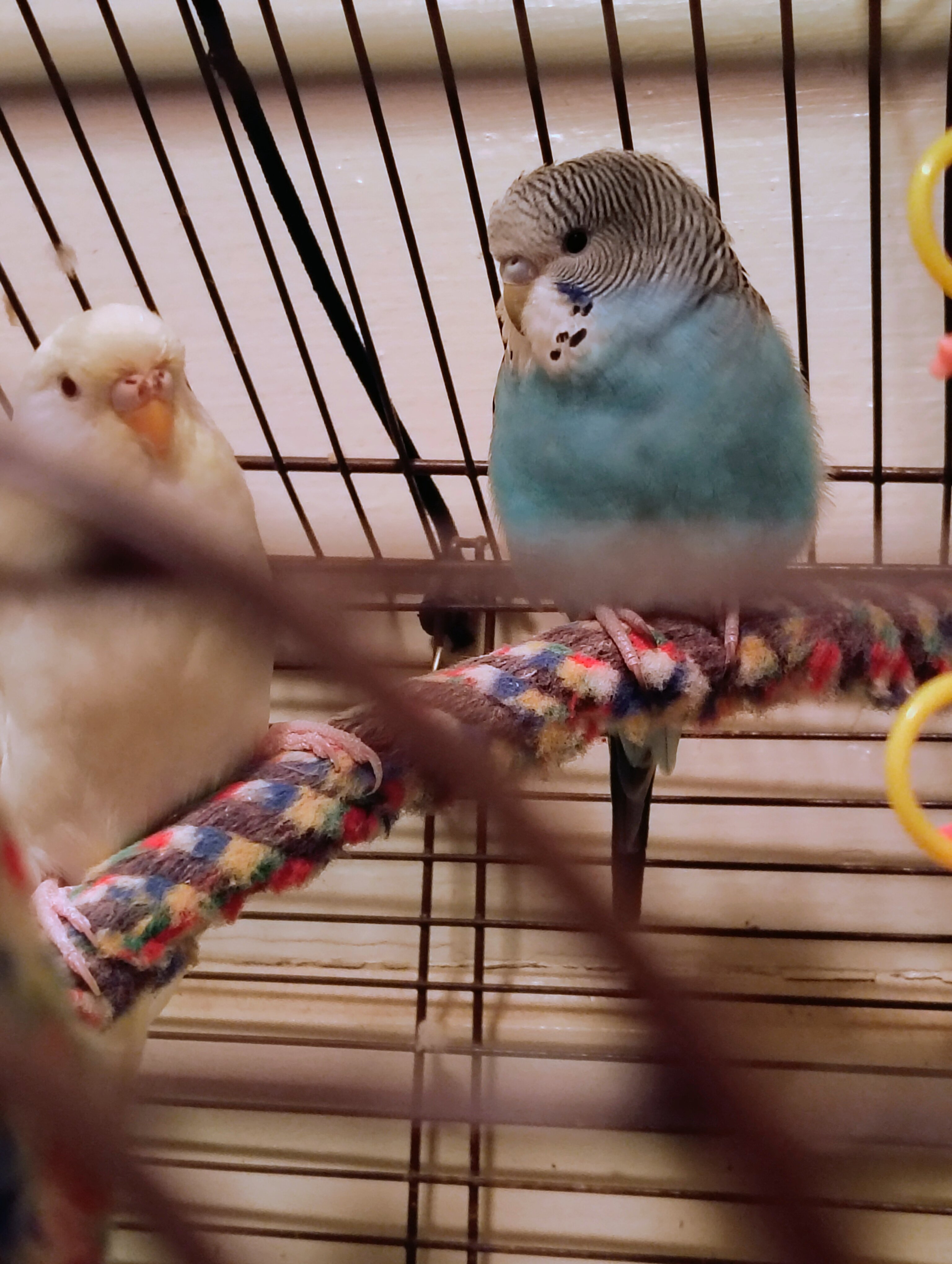 Male and Female Budgie Parakeets (Pair) image 4