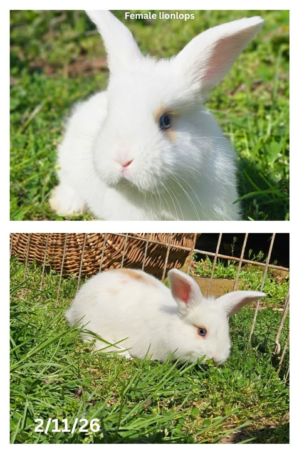 Lionlop Bunnies/Rabbits image 9