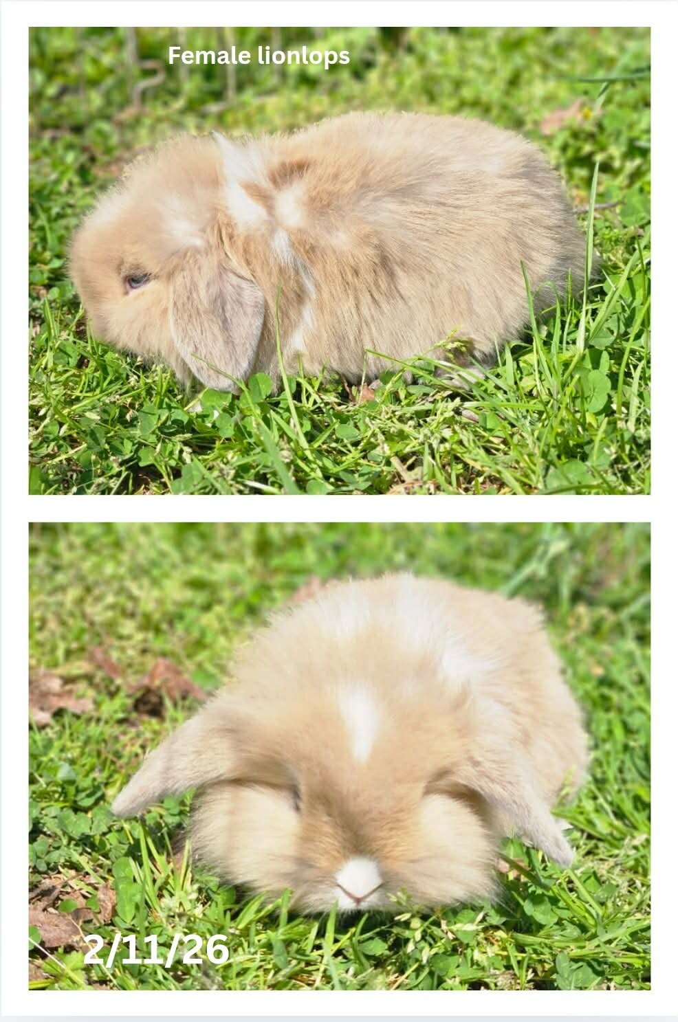 Lionlop Bunnies/Rabbits image 8
