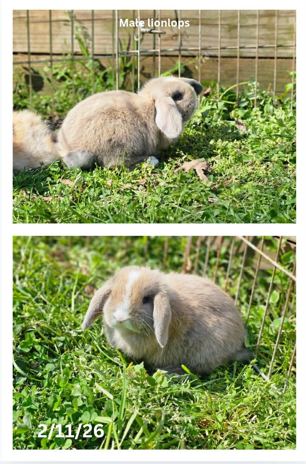 Lionlop Bunnies/Rabbits image 7
