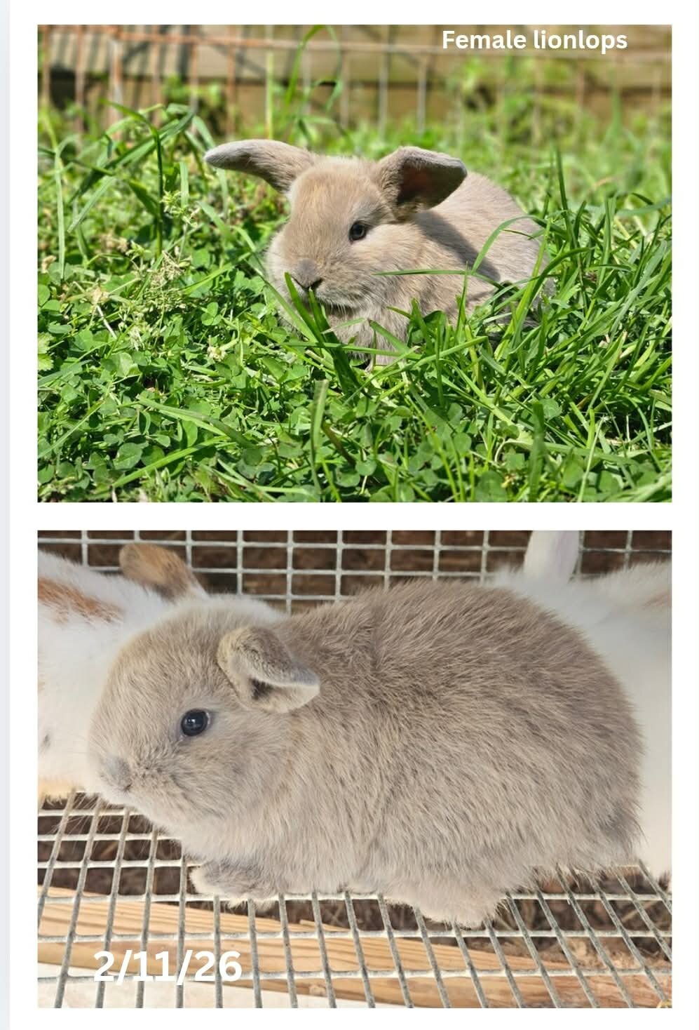 Lionlop Bunnies/Rabbits image 5