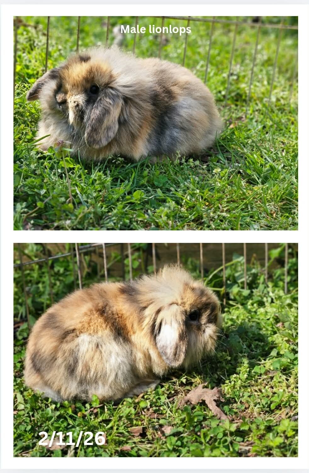 Lionlop Bunnies/Rabbits image 6