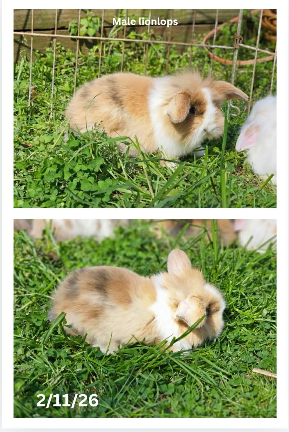 Lionlop Bunnies/Rabbits image 4