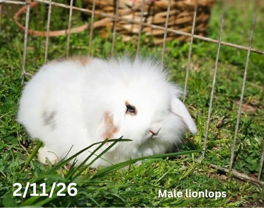 Lionlop Bunnies/Rabbits image 3